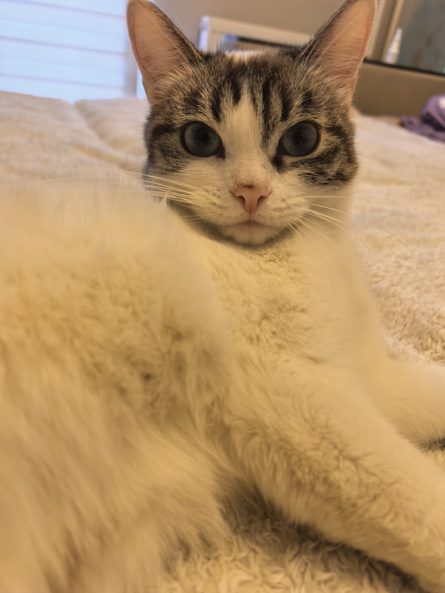 A close-up shot of a cat lying on a textured, off-white blanket. The cat is mostly white with grey tabby markings on its forehead and the top of its head. It has blue eyes and a pink nose. The background is blurred, but there is a hint of a window with blinds. The image does not provide enough information to determine the location in Yekaterinburg, Russia.