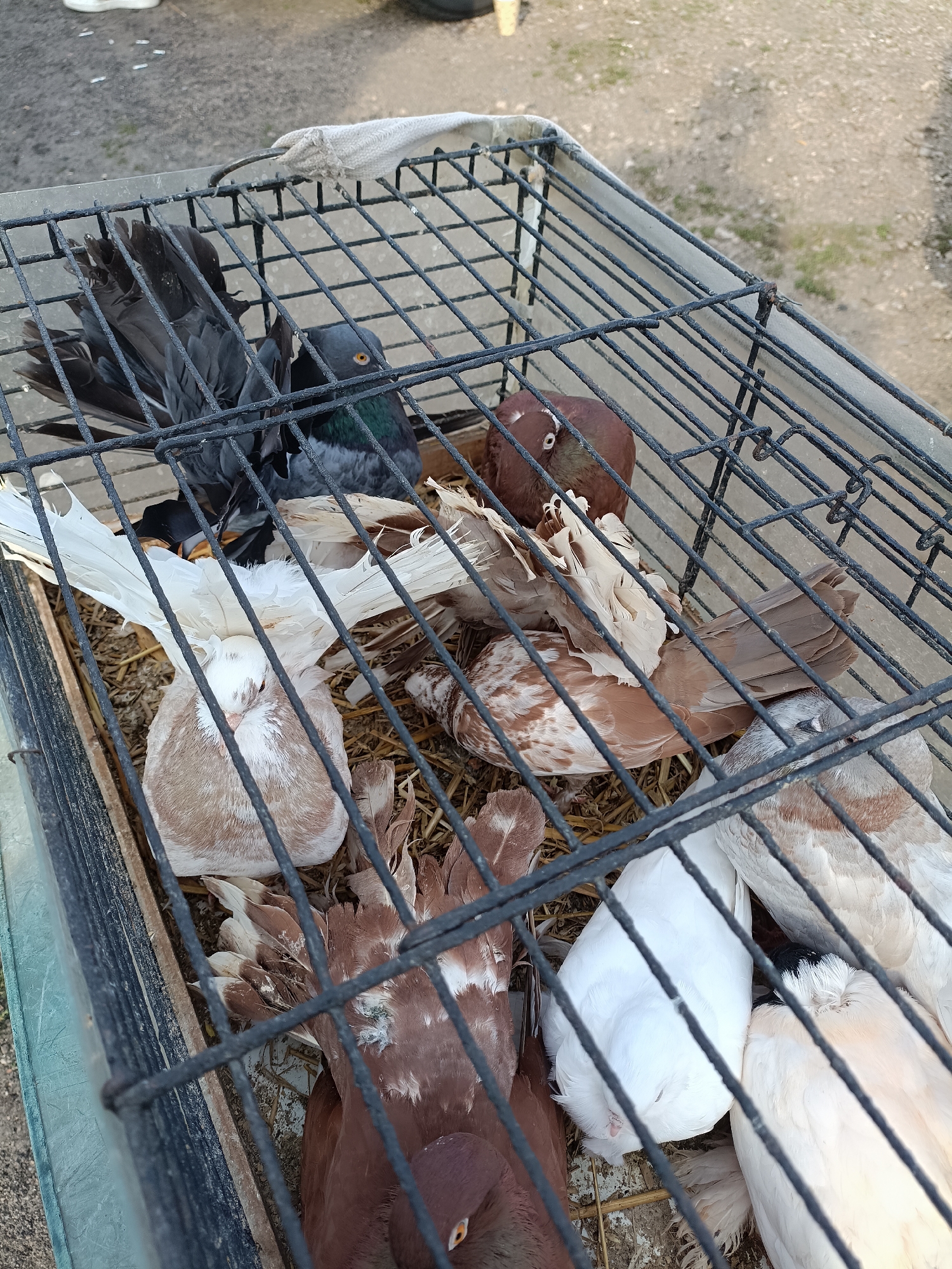 In a wire cage filled with straw bedding, a group of pigeons are contained. The pigeons exhibit a variety of colors, including dark gray, brown and white mottled, solid brown, and pure white. One pigeon, in the upper left of the cage, has dark gray plumage with iridescent green neck feathers and a bright orange eye. Another pigeon in the foreground, a white fantail with light brown markings on its body, fans its tail feathers, which are predominantly white and voluminous. Other pigeons are nestled amongst each other, some with their eyes closed. The cage itself appears to be constructed of black wire bars and has a worn, metallic appearance. The cage is placed outdoors, with a blurred background suggesting an unpaved ground surface, possibly dirt or gravel, with some scattered debris. The environment appears to be an outdoor market or similar public space. There are no visible people in the frame, but their presence is implied by the context of a cage containing livestock for sale or transport. The overall lighting suggests it is daytime.