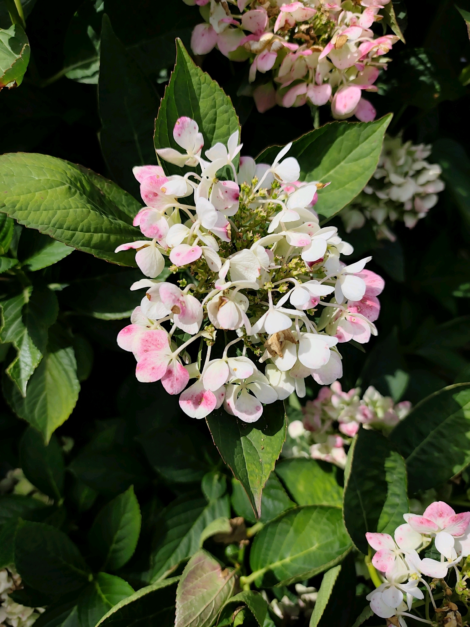 A close-up, eye-level shot captures a cluster of pale pink and white hydrangea flowers blooming amidst lush green foliage. The flowers, some with delicate pink speckles on their petals, are arranged in a rounded formation. Their delicate petals appear slightly translucent, revealing subtle veins. Surrounding the bloom are large, dark green leaves with visible texture. The background is a blur of darker greens, suggesting a shaded garden setting. The lighting is bright, creating highlights on the petals and leaves. The image does not depict any people, actions, or interactions. There is no information to suggest this image was taken in Prague, Czechia.