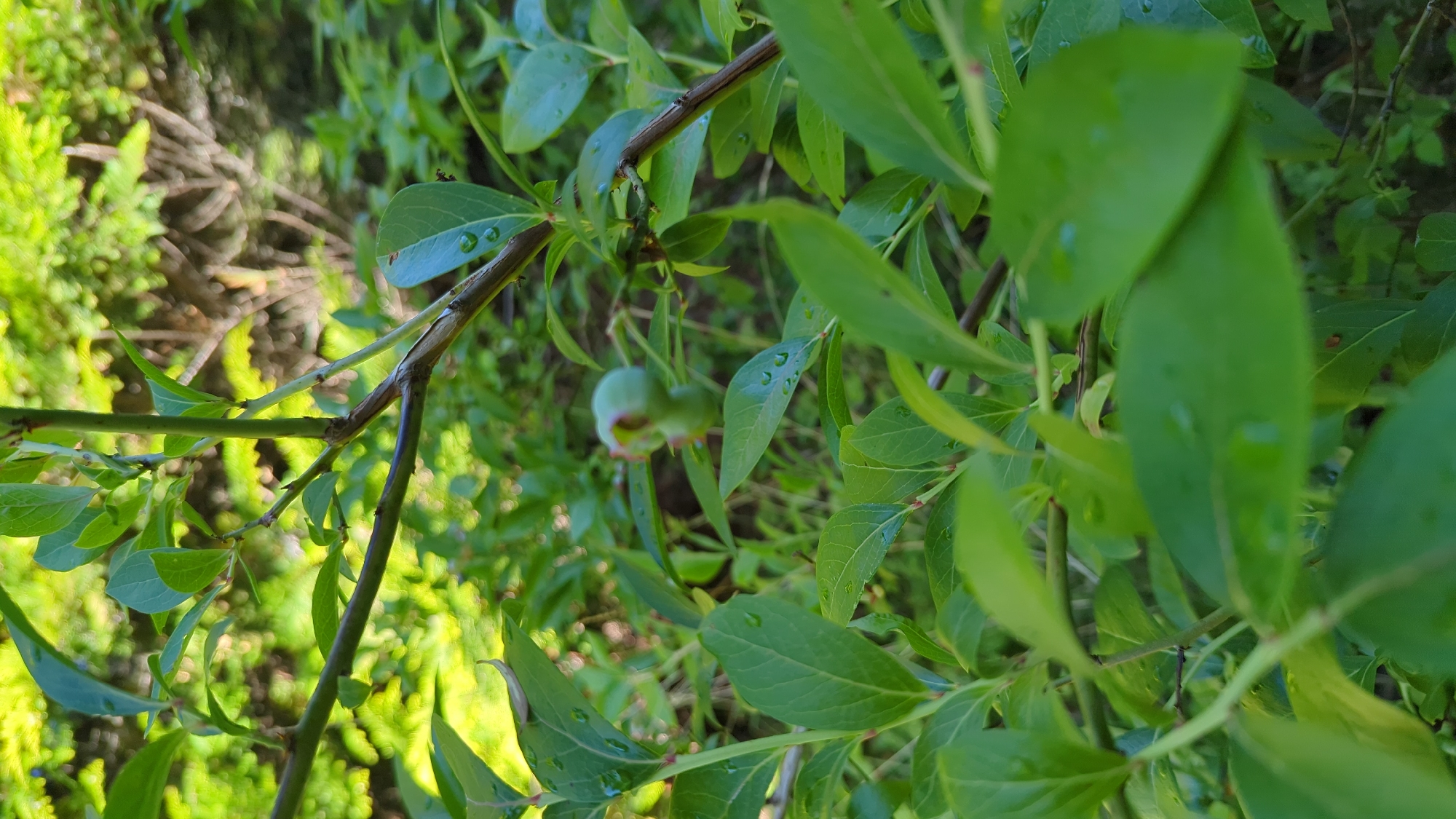 The image shows a close-up of a blueberry plant with green unripe berries. The leaves are lush and green, some with water droplets on them, suggesting recent rain or dew. The plant is situated in an outdoor environment, with blurred greenery and trees in the background, indicative of a natural setting. The image is taken in Kløfta, Norway. There are no people or animals visible in the frame.