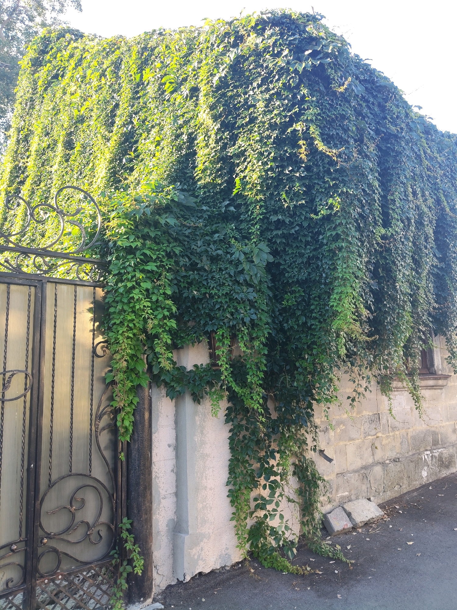 An exterior, low-angle, medium shot captures a building facade heavily covered in dense, green ivy. The ivy cascades down the wall, some of it trailing onto a cobblestone walkway. A portion of an ornate, black metal gate with a frosted glass insert is visible on the left side of the frame. The wall itself is constructed of light-colored stone blocks, some of which are stained or discolored. Two concrete blocks lie on the ground near the base of the wall. The sky above is bright white, suggesting daytime.