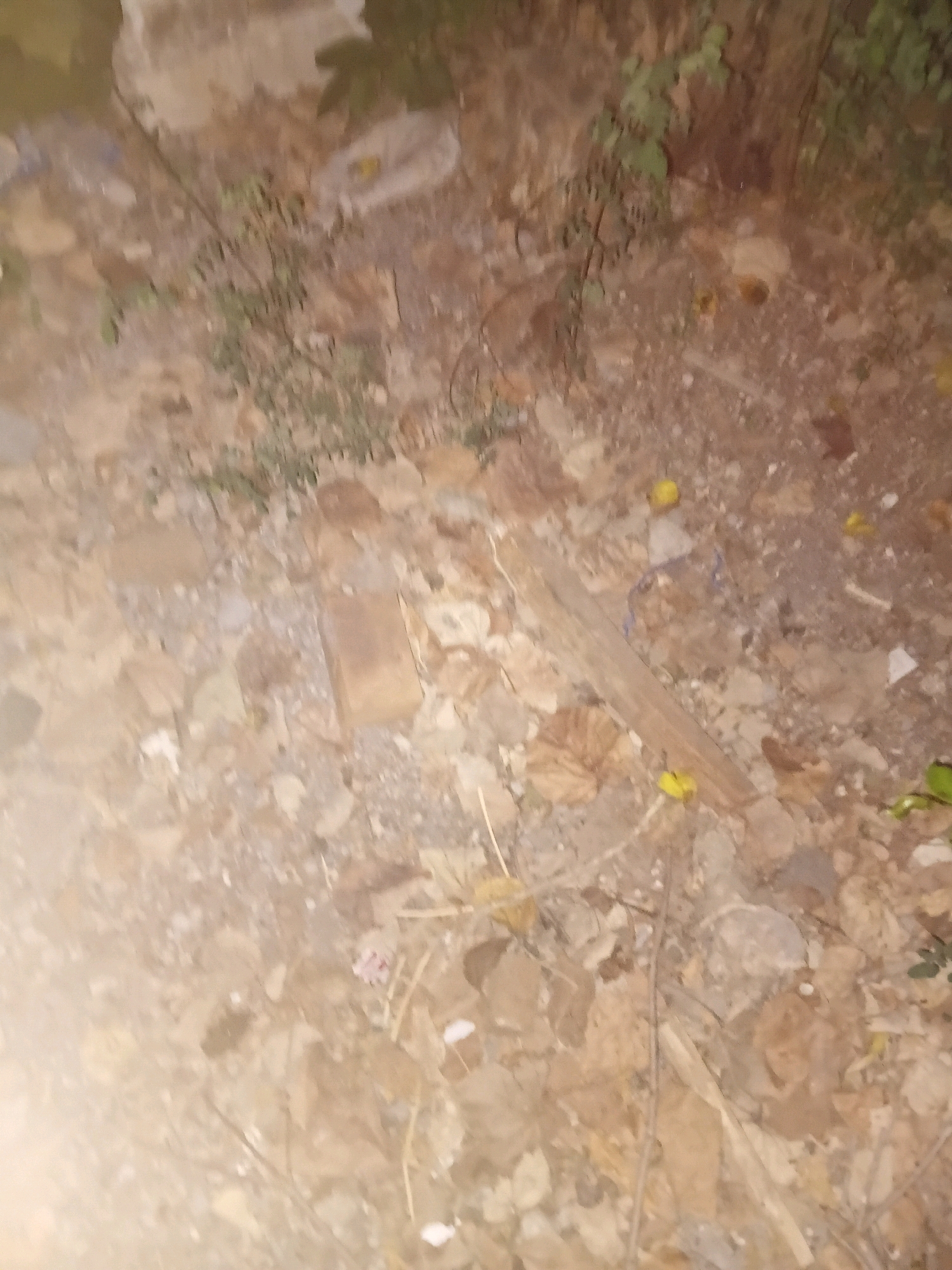 The image depicts a ground-level view of a dirt path or clearing, likely in an outdoor, possibly rural or undeveloped area. The ground is covered with a mix of soil, small stones, dry leaves, and scattered debris, suggesting a natural or untended environment. There are several small yellow objects scattered on the ground, which could be flowers or fallen fruit. A long, thin piece of wood or debris lies diagonally across the scene. In the upper left portion of the image, some white plastic-like material is visible, along with green foliage. The overall impression is of a somewhat messy, natural terrain. The image does not contain any explicit details that can confirm its location within the city of Cikal, Indonesia, or any specific human activity.