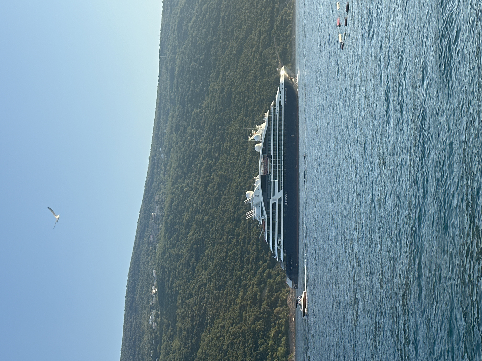 A large cruise ship, the "Le Bougainvilleville" by Ponant, sails on calm blue water. The ship is dark blue with white decks and has multiple levels. In the foreground, a smaller motorboat with two people onboard moves from left to right. In the background, a lush green, tree-covered hillside rises steeply from the water's edge, dotted with several white houses. The sky above is a clear, bright blue, with a single seagull in flight near the top left of the frame. Several small, floating buoys are visible on the water to the right of the cruise ship. The scene appears to be in the Bay of Kotor, likely near Herceg Novi, Montenegro, given the characteristic steep, green hills and the style of the houses.