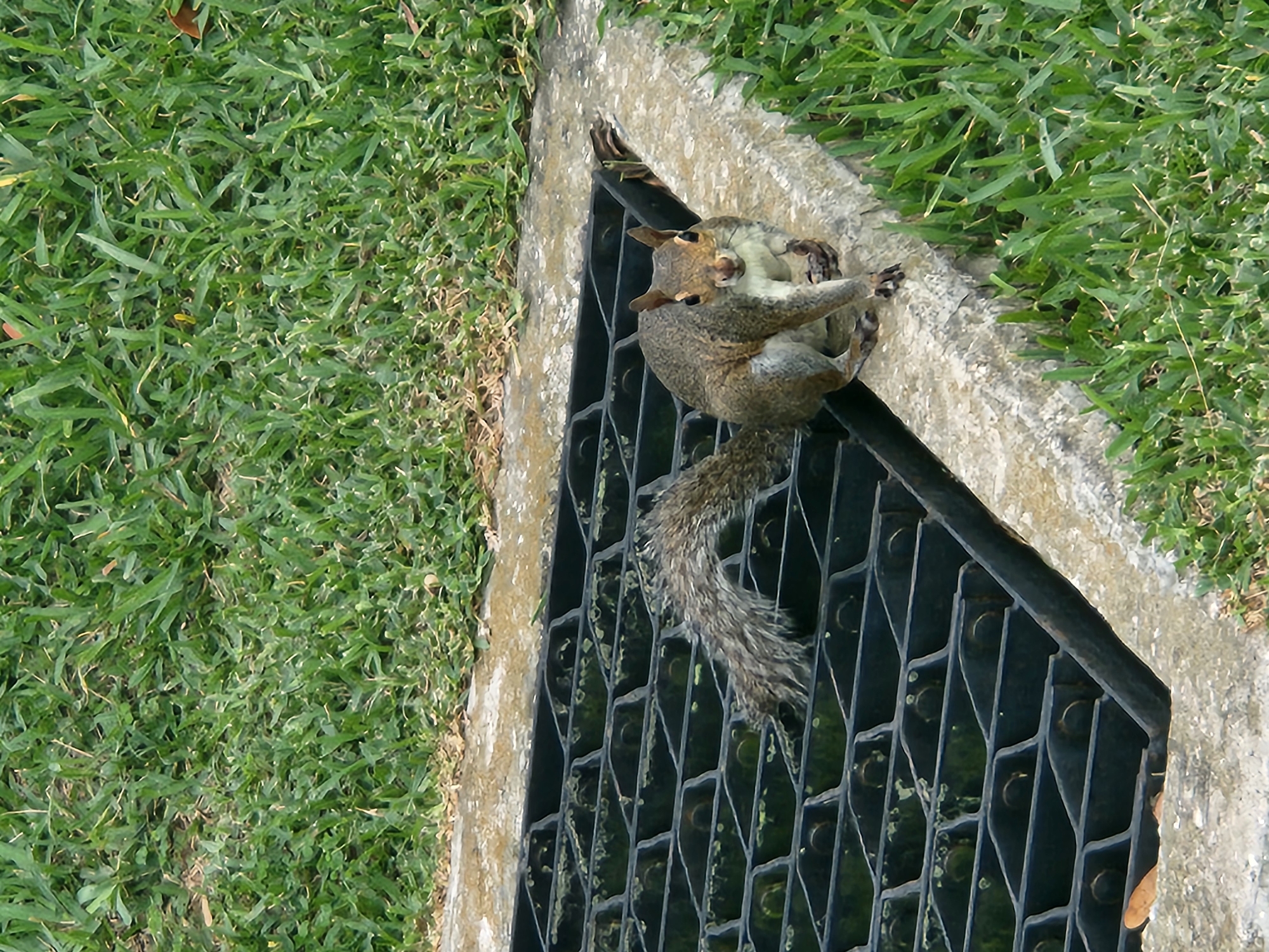 A gray squirrel is perched on the edge of a concrete structure next to a black metal grate in a grassy area. The squirrel is facing the camera, with its tail curled up. The grate is part of a drainage system. The surrounding environment is covered in green grass. This image was taken in Altamonte Springs, United States of America.