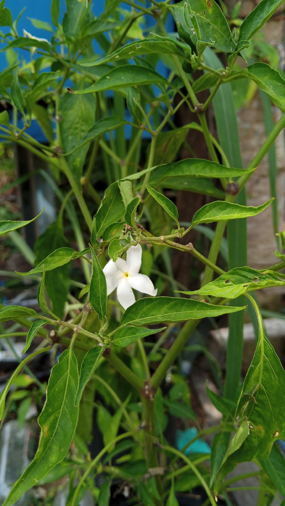 A single, small white flower with five petals and a yellow center is in bloom on a plant with green leaves. The plant's branches are visible, along with other foliage and stems in the background. The scene appears to be outdoors, possibly in a garden or natural setting in Kebonbaru, Indonesia.