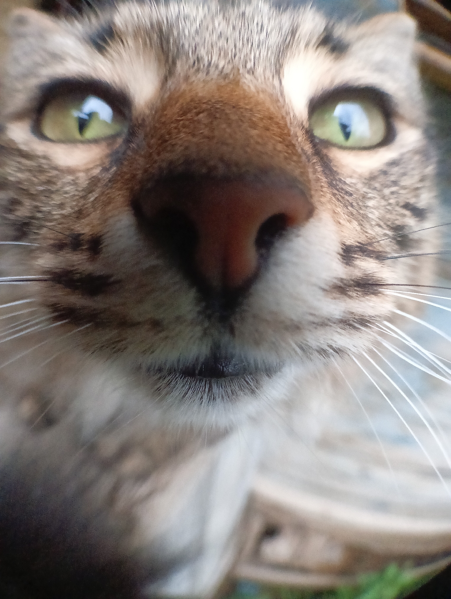 This is a close-up, low-angle photograph of a domestic cat's face. The cat has tabby markings with streaks of brown, black, and gray fur. Its large, green eyes are clearly visible, with vertical pupils and reflections of light. The cat's nose is dark pink and moist. Long, white whiskers extend outwards from its muzzle, and fine black hairs are visible around its nose and mouth. The background is blurred, but appears to be an outdoor setting with hints of green foliage and a textured surface that might be wood or concrete. The lighting suggests it is daytime, possibly with soft, natural light. There is no visible text in the image.