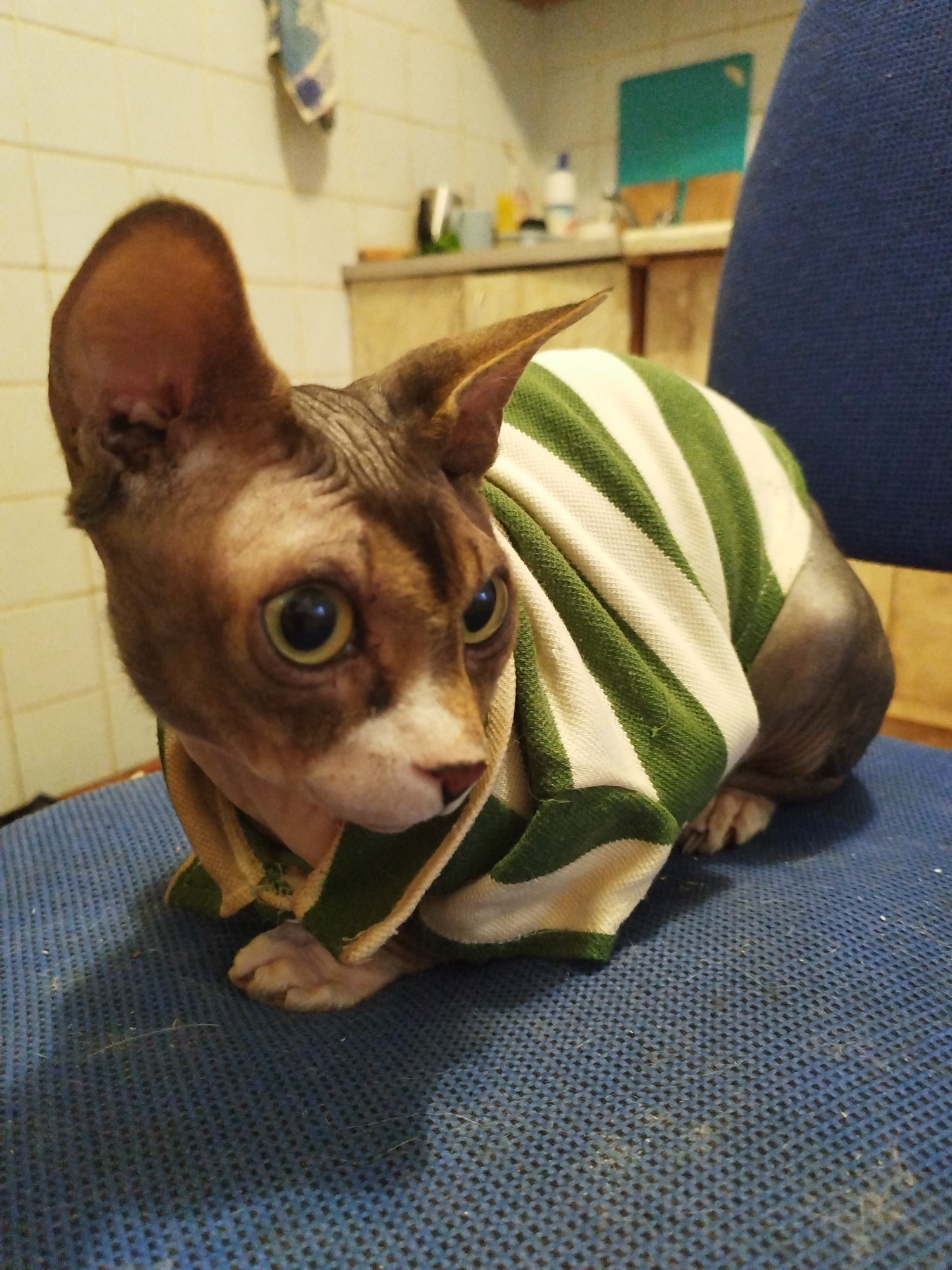 A sphynx cat wearing a green and white striped shirt is sitting on a blue textured surface. The cat is facing left with its eyes open, and its ears are large and pointed. The background is blurred and appears to be an indoor setting with tiled walls and cabinets.