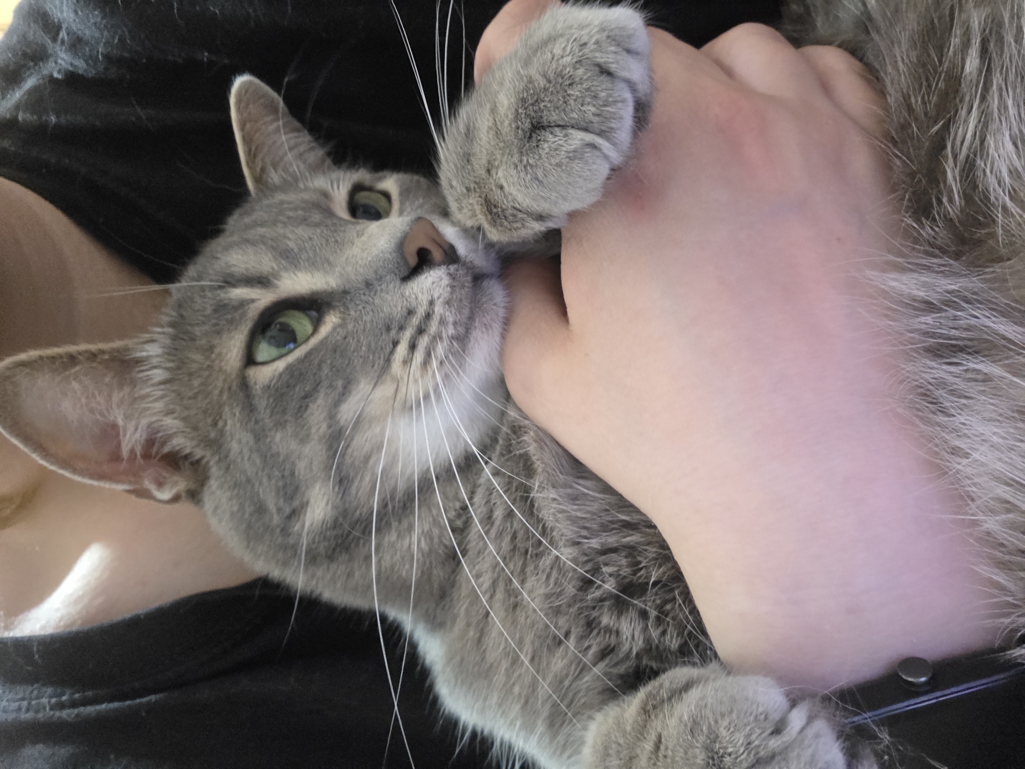 A close-up shot shows a grey tabby cat being held by a person. The cat is looking to the right with green eyes, and its paws are resting on the person's hands. The person is wearing a black shirt. The background is blurred. The scene appears to be indoors.