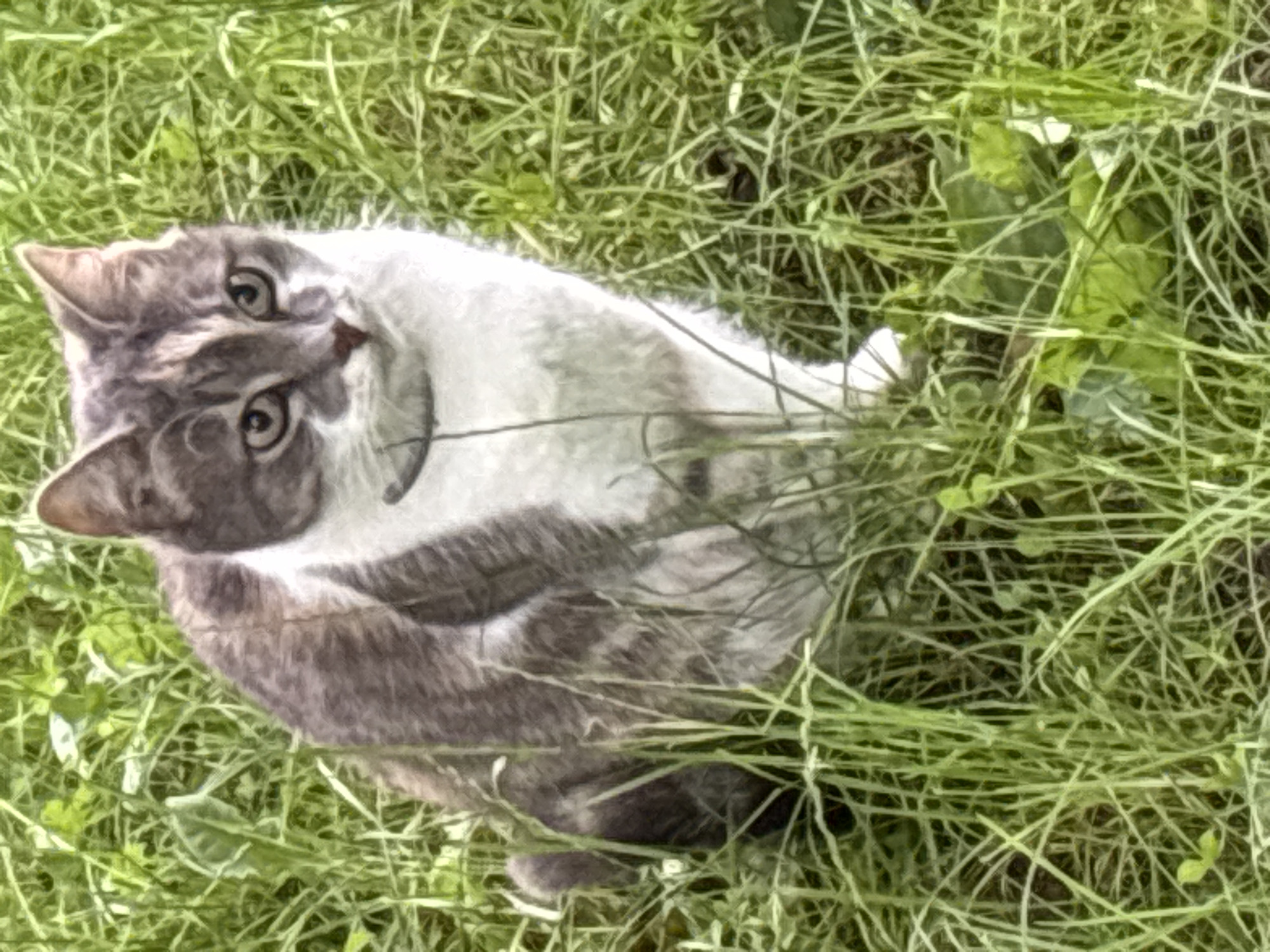 An adult domestic cat with grey tabby markings and white fur is sitting in a patch of tall green grass. The cat is facing forward, looking directly at the camera with its head slightly tilted. It has green eyes, a pink nose, and pointed ears. The cat is wearing a thin, dark collar. The background is entirely filled with blurred green grass, suggesting an outdoor setting. There is no identifiable information about the location in Balabanovo, Russia, present in the image.