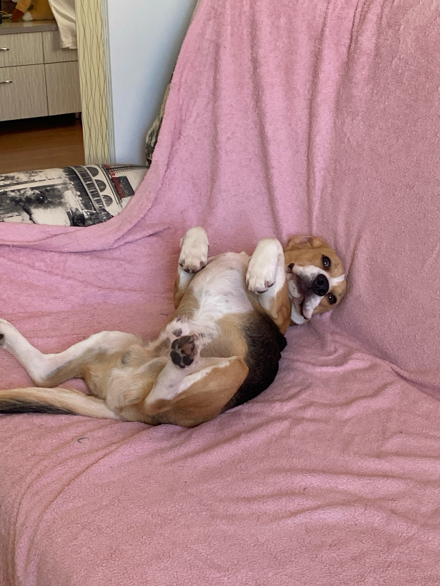A tri-colored beagle mixes lies on its back on a pink, textured blanket. The dog is on a couch with a black and white patterned pillow behind it. The dog's paws are in the air and it is looking up at the camera with a relaxed expression. The background shows a kitchen cabinet with light gray drawers and silver handles. The lighting in the image is natural and appears to be from a window. The location is an apartment in Perm, Russia.