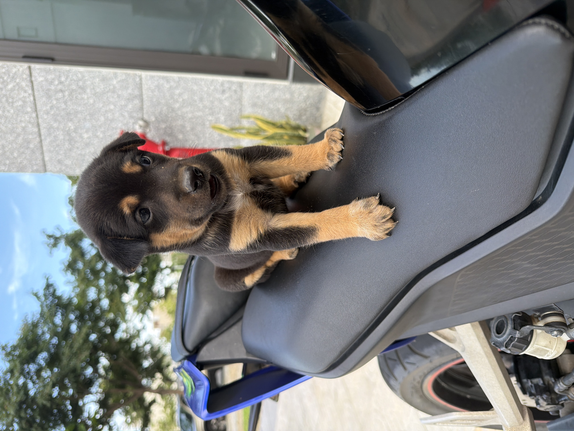 A puppy with black and tan fur sits on the black seat of a blue and black motorcycle. The puppy is facing forward, looking slightly to the right. Its front paws are resting on the seat. In the background, a large green tree with blurred foliage is visible against a bright blue sky with some white clouds. To the right of the puppy, a gray building with a window is present. The motorcycle's rear tire, with a red stripe, is visible in the lower left corner, along with some mechanical components. The scene appears to be outdoors, possibly in a residential or urban area.
