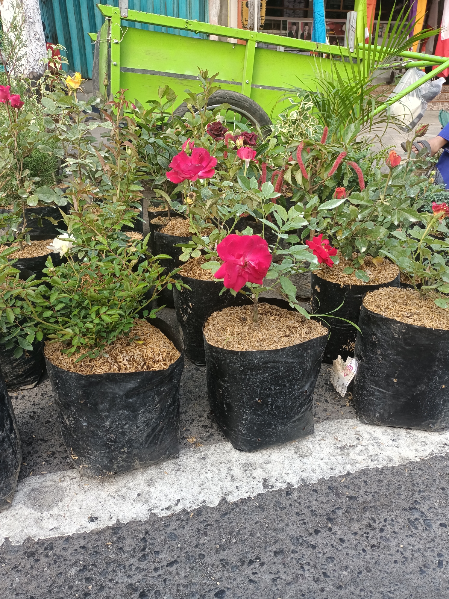 In Pare, Indonesia, a street-side scene showcases potted rose plants for sale. The plants, predominantly in black plastic bags filled with wood chips, are arranged along a white painted line marking the edge of the asphalt road. Some roses are in bloom, displaying vibrant red and pink petals, while others are in bud or are bushy green foliage. In the background, a bright green cart with a bicycle wheel is visible, along with a light-colored wall and some tropical plants. The overall impression is one of a local marketplace or flower stall.