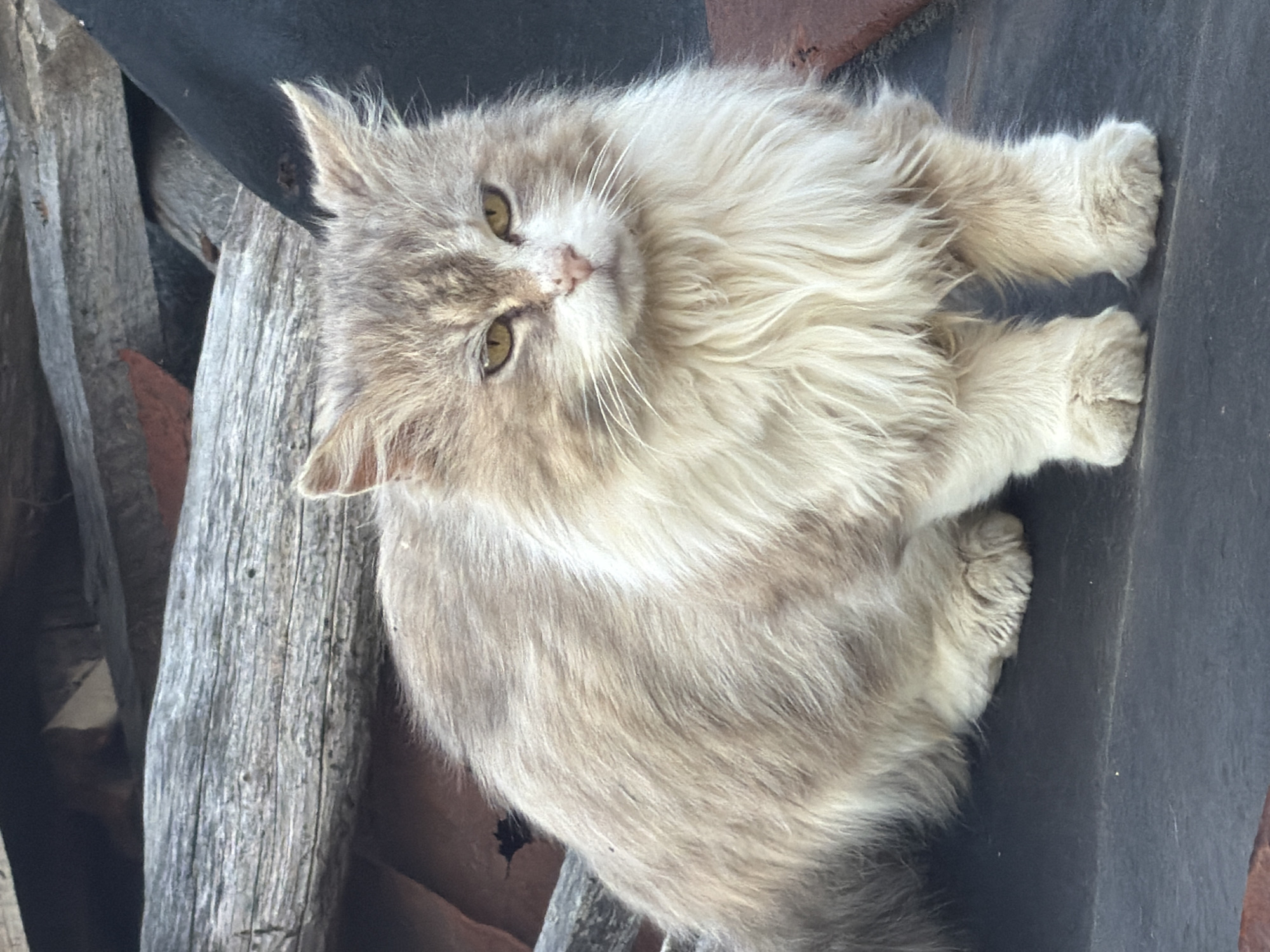 A tan and gray fluffy cat is sitting on a dark gray surface next to a pile of weathered wooden planks. The cat has yellow eyes and a white muzzle, and it appears to be looking at the camera. The photo may have been taken in Tsatsarovtsi, Bulgaria.