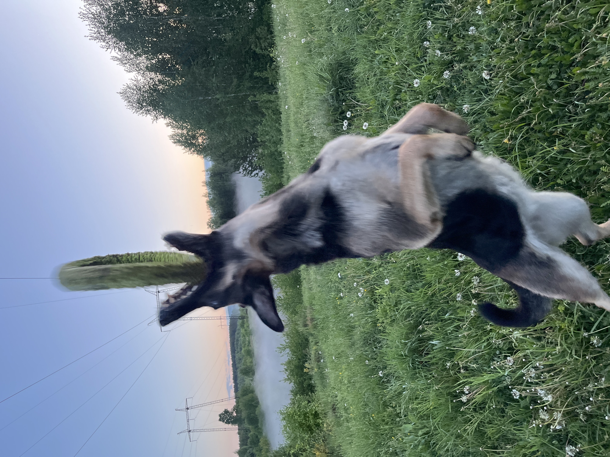 A German Shepherd-type dog is photographed in motion, apparently in mid-air, with a green disc (likely a frisbee) near its mouth. The dog has a black tail, light brown and grey fur on its back, and white/beige fur on its underbelly and legs. The setting appears to be a grassy field with white wildflowers and green grass. In the background, there's a line of trees, some mist or fog over what appears to be a river or low-lying area, and power lines extending into the distance under a pastel-colored sky indicating either dawn or dusk. While the exact location cannot be definitively confirmed as being in Nizhny Tagil, Russia without further information, the presence of power lines, a possible river, and a rural area suggest a possible location within or near that region, as it's situated in an area with such features.