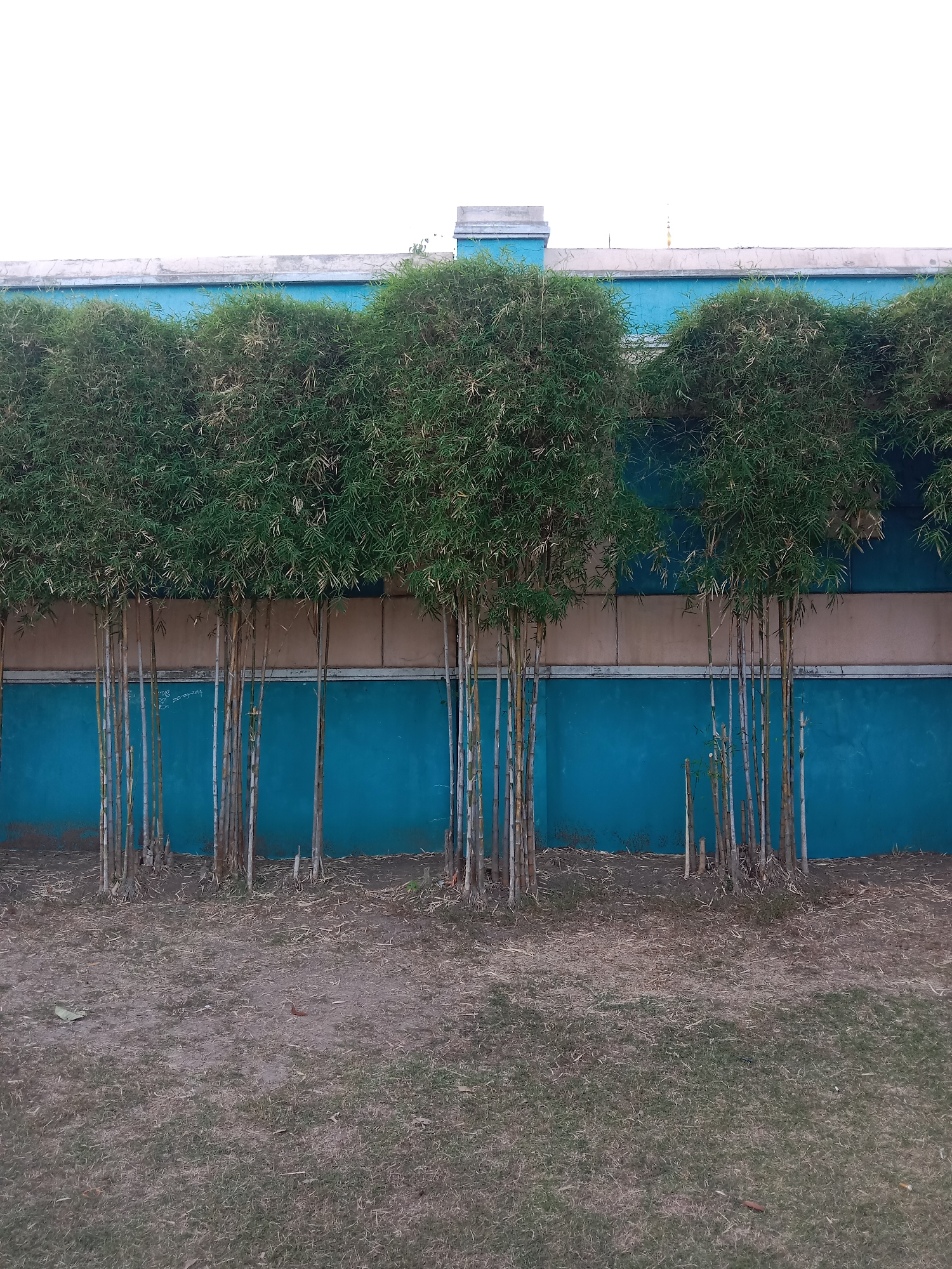 A line of bamboo stalks with dense green foliage stands in front of a wall. The wall is painted with two horizontal bands of color: a lower, bright blue band and an upper, pale peach band. Above the peach band, a lighter concrete coping runs along the top, topped by a bright white sky. The ground in front of the bamboo is covered with dry grass and fallen leaves. The scene appears to be an outdoor area in a city.