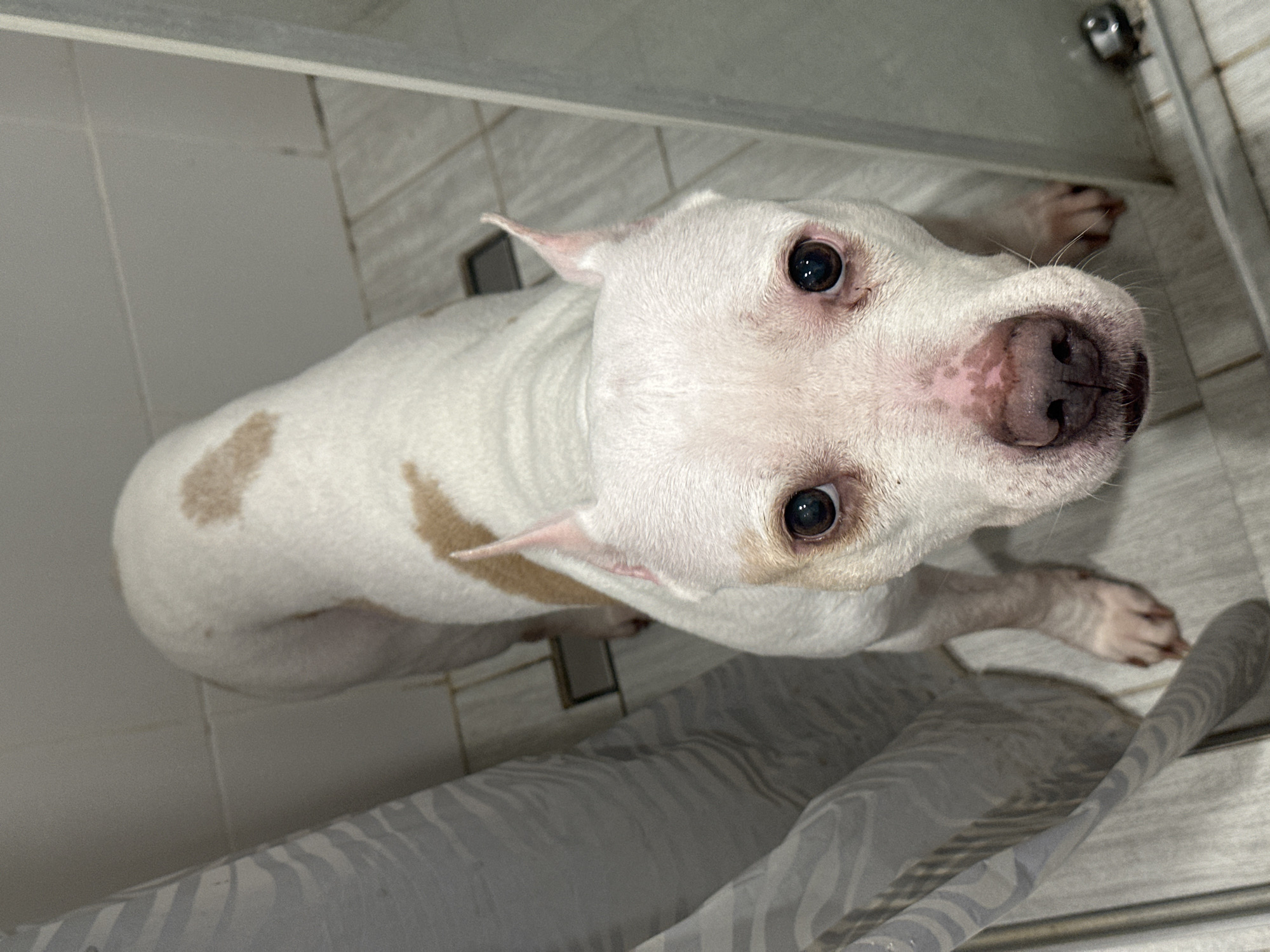 A white dog with tan markings stands in a tiled shower stall. The dog is looking up at the camera with a pleading expression. A shower curtain is visible at the bottom of the frame. The location is not discernible from the image and cannot be identified as Sochi, Russia.