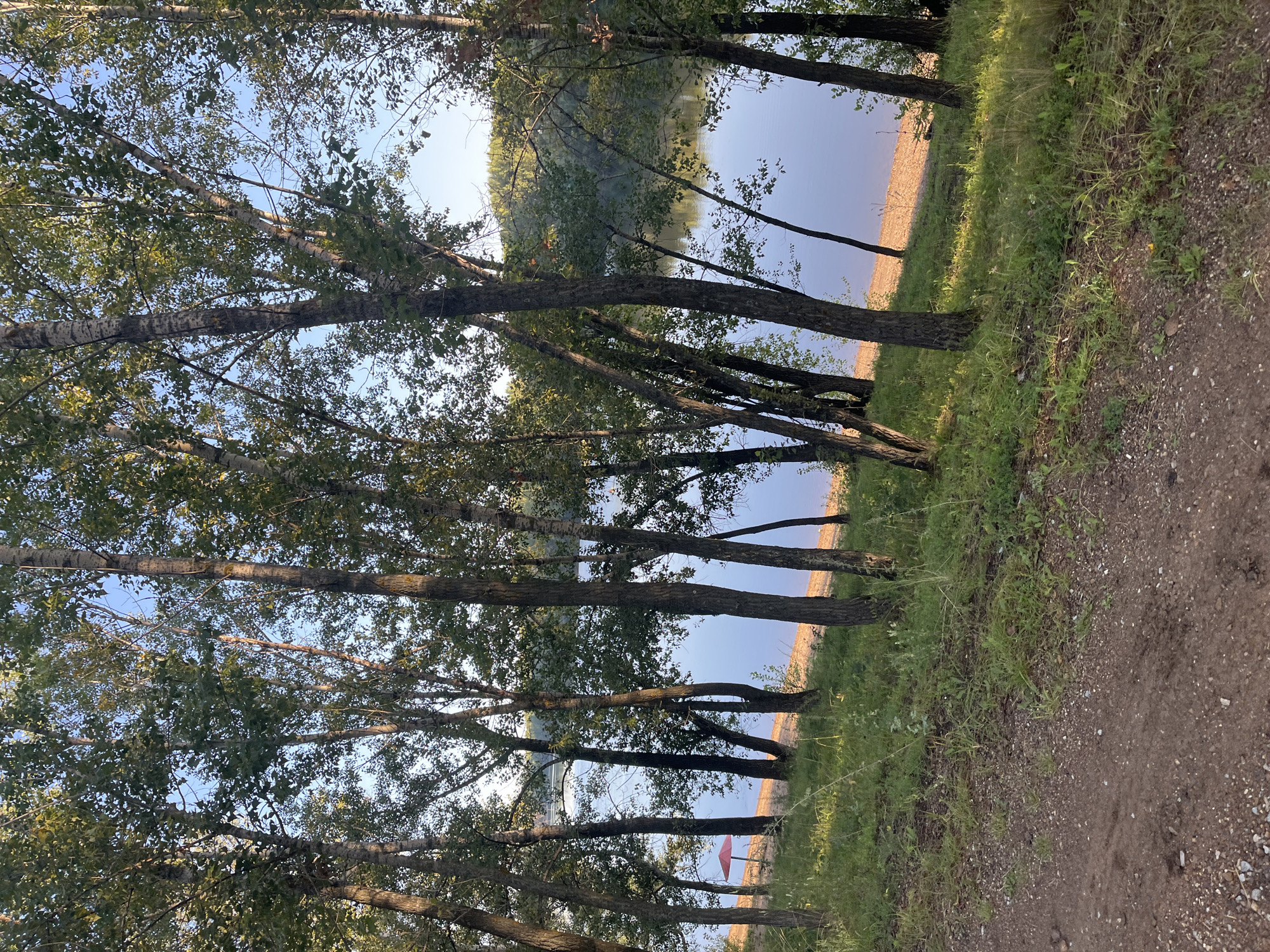 The image depicts a serene natural scene, likely a park or a nature reserve on the outskirts of Blagoveshchensk, Russia. The foreground features a dirt path with scattered pebbles, bordered by lush green grass and various wild plants. Beyond the path, a gentle slope covered in grass leads down to a sandy embankment. This embankment forms the edge of a tranquil body of water, reflecting the clear blue sky and the surrounding trees. A cluster of tall trees, predominantly birches with their characteristic white bark, stands between the path and the water, creating a natural frame for the view. The trees are adorned with green leaves, suggesting a summer or early autumn setting. Sunlight filters through the leaves, casting dappled shadows on the ground. On the sandy shore, a small, red umbrella stands out, hinting at a secluded spot for relaxation or recreation. The background reveals a distant treeline, further emphasizing the natural and undeveloped character of the location. The overall impression is one of peace and natural beauty.