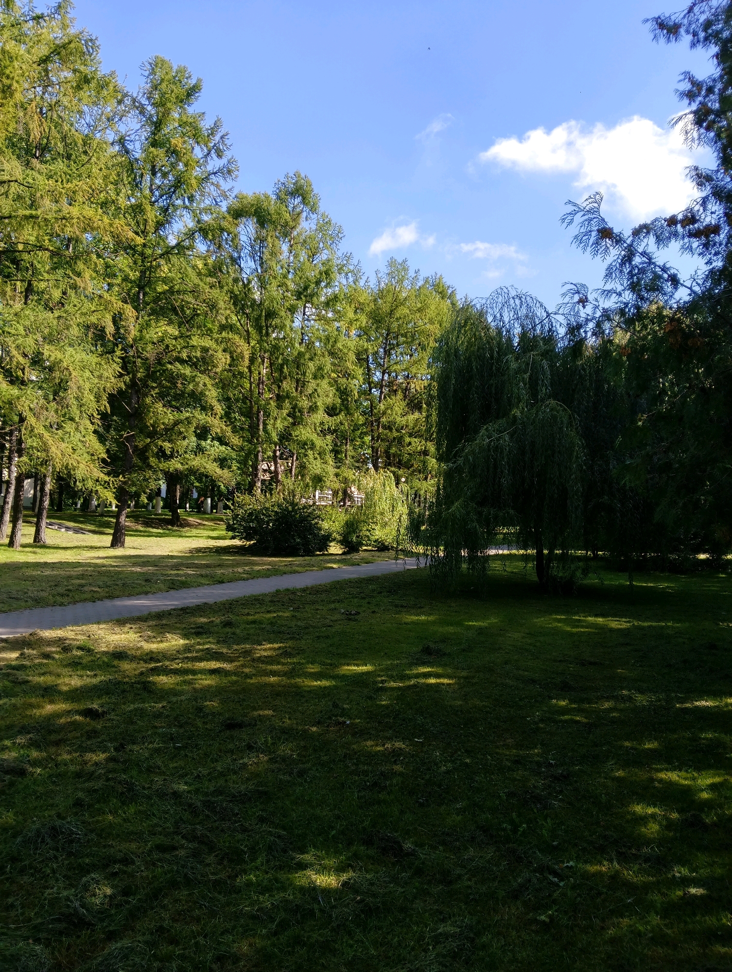 The image shows a park with a paved path winding through a grassy area. Tall trees with green foliage line the background, casting shadows on the lawn. A weeping willow tree stands prominently in the mid-ground. The sky is blue with scattered white clouds. The scene depicts a serene outdoor environment, likely in a park within the city of Hrodna, Belarus, given the context provided. There are no people or animals visible in the image. The grass appears recently mowed in some areas, with clippings visible. The overall impression is one of a peaceful, sunlit day in a well-maintained park.