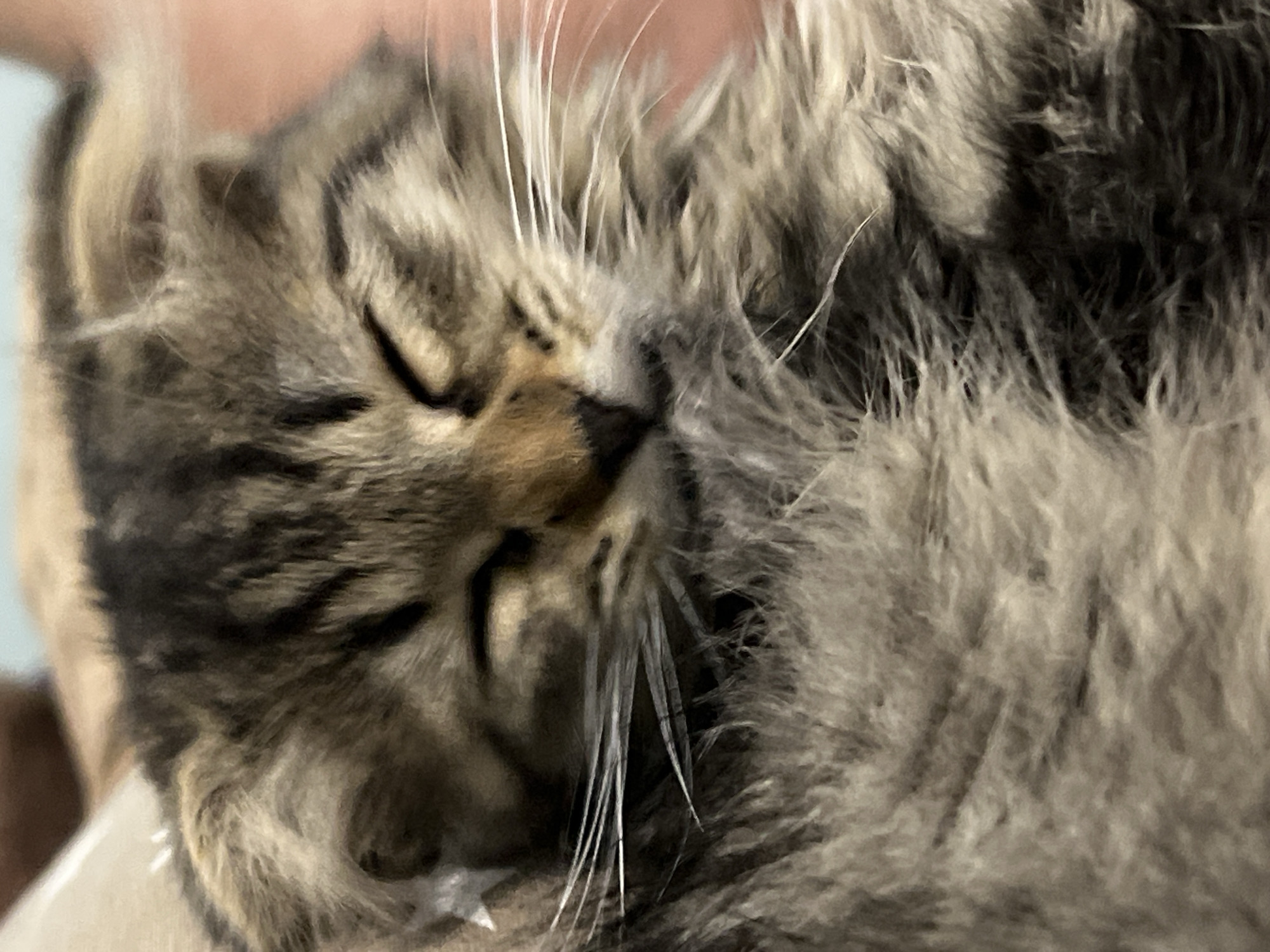 A close-up, vertically oriented, eye-level, indoor photograph shows a tabby kitten with its eyes closed, nestled amongst soft, fluffy fur. The kitten's fur displays a mix of brown, black, and gray tabby stripes, with white whiskers fanning out from its snout. The background is softly blurred, suggesting an indoor environment, possibly a home. The image does not contain any information about the city of Smolenskaya, Russia, or any details that would place it within that location.