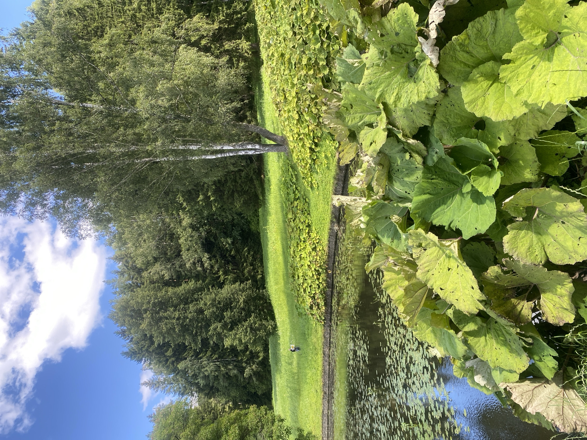 The image depicts a lush, green natural landscape on a sunny day, likely in the city of Pavlovsk, Russia, known for its parks and gardens. In the foreground, large, broad green leaves of plants such as butterbur, dominate the frame, reaching towards the water's edge. The water body, a pond or small lake, reflects the sky and surrounding trees, with lily pads scattered across its surface. Beyond the pond, a gently sloping grassy area leads up to a dense forest. A slender birch tree stands prominently on the hillside, its white bark contrasting with the darker evergreens of the forest. In the middle ground, a person is visible on the grassy slope, appearing to be engaged in an activity like painting or sketching, with an easel and what looks like a tablet. The sky above is a vibrant blue, dotted with fluffy white clouds, indicating fair weather. The overall scene evokes a sense of tranquility and natural beauty.