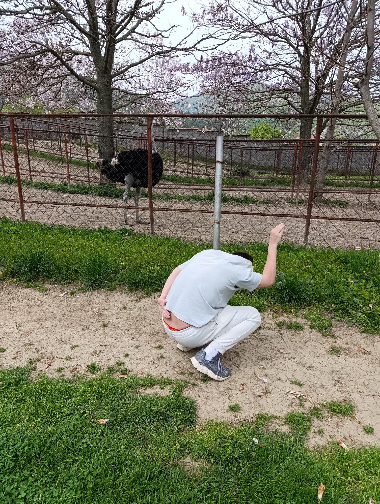 A medium shot, captured in what appears to be a zoo or enclosed wildlife area in Skobelevo, Bulgaria, shows a person and an ostrich. The setting consists of trees with pale purple blossoms, a rust-colored metal fence, and a mixture of grass and dirt ground.
In the background, an ostrich stands within the fenced enclosure. The person in the foreground squats with their back to the camera, wearing a light blue t-shirt, white pants, and gray sneakers. A portion of the person's red underwear is visible. Their right arm is raised, with the hand extended. The focus of the person's attention is not entirely clear, but their body language suggests they may be interacting with or looking at something on the ground near the fence.