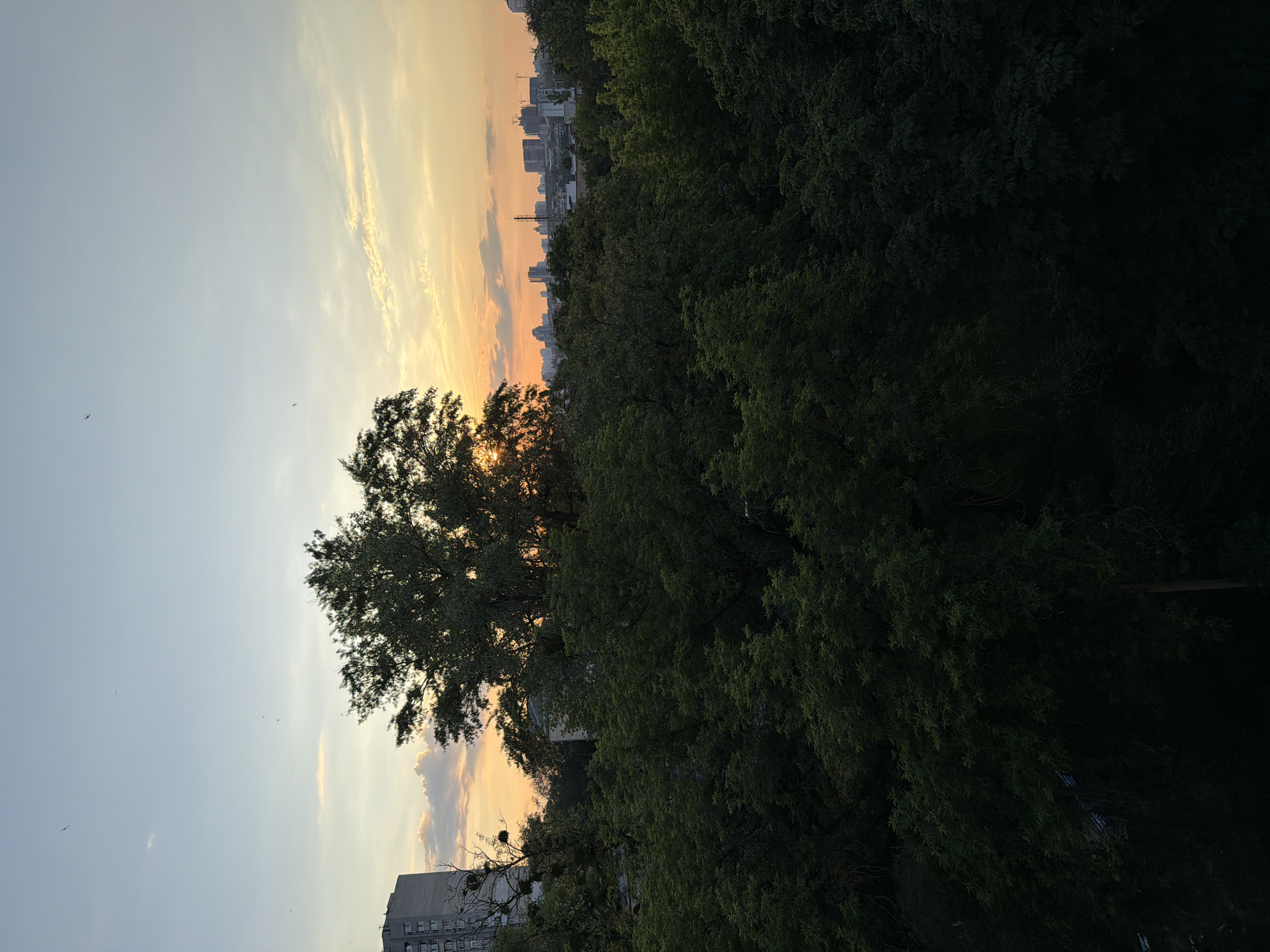 The image, presented vertically, captures a panoramic view of a city landscape during sunset, looking over a dense canopy of trees. The sky dominates the upper portion, displaying a vibrant gradient from warm golden orange and yellow hues on the right, where the sun appears to be setting, transitioning to a softer light blue on the left. Scattered clouds, illuminated by the low sun, are visible across the sky.
A large, dark tree stands prominently in the center-left, silhouetted against the bright sunset sky, its intricate branches and foliage distinctly outlined. Below this tree and extending across the middle and lower right sections of the image is a vast expanse of dense, dark green trees, possibly a park or forest, which appear almost black due to the backlighting from the sunset.
Above the tree line, in the mid-ground, a distant cityscape stretches across the horizon. Numerous buildings, including some with visible construction cranes, form a silhouette against the colorful sky, indicating an urban or suburban setting. Part of a building with visible windows is also present in the lower left corner of the frame. Several small, dark specks, likely birds or distant aircraft, are visible flying in the expansive sky.
The scene depicts the tranquil beauty of late afternoon or early evening, characterized by the golden hour lighting. The location context indicates this is in Kyiv, Ukraine. No visible text is present in the image.
