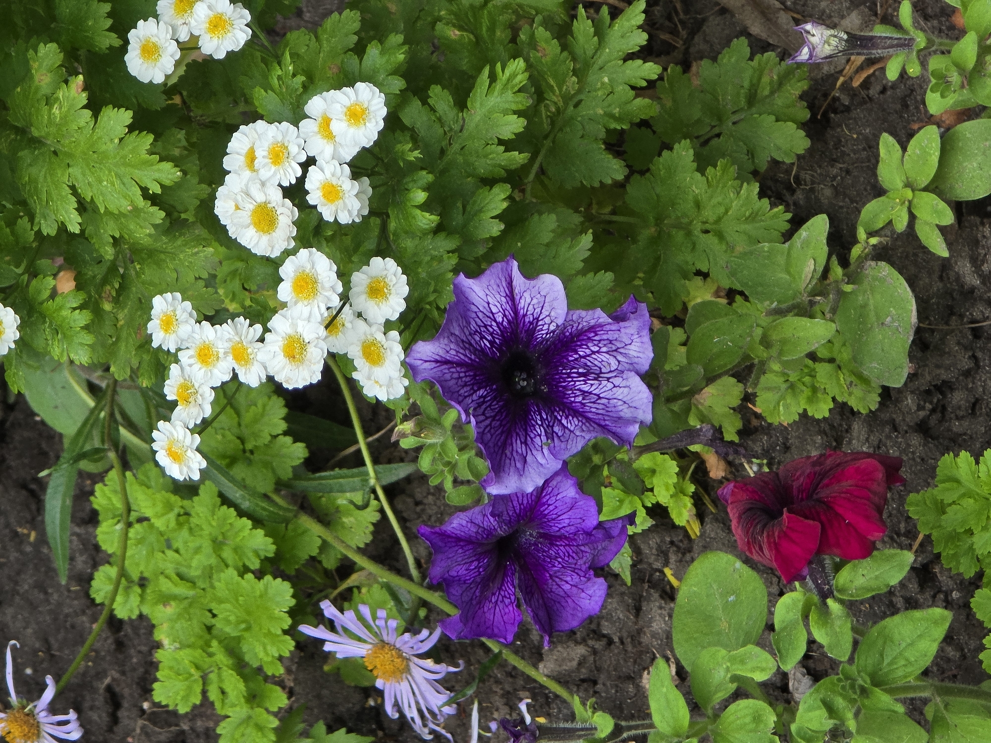This media file features a close-up, overhead view of a garden bed filled with various blooming flowers and lush green foliage. The primary subjects are clusters of small, white flowers with yellow centers, possibly feverfew or daisies, and several large, deep purple petunias with intricate vein patterns. A single, deep red petunia also stands out. The background consists of dark, rich soil, suggesting a natural outdoor setting.
The scene captures the vibrant beauty of flowers in bloom, showcasing a variety of colors and textures. The lighting appears to be natural daylight, casting soft shadows and highlighting the delicate details of the petals and leaves. The overall impression is one of natural beauty and peacefulness, with no specific activity or event taking place other than the natural growth and flowering of the plants.
The location context is Vyshneve, Ukraine. There is no visible text in the image. The arrangement of the flowers and the types of plants suggest a well-tended garden during the warmer seasons. The focus is entirely on the botanical elements, with the dark soil providing a contrasting backdrop.