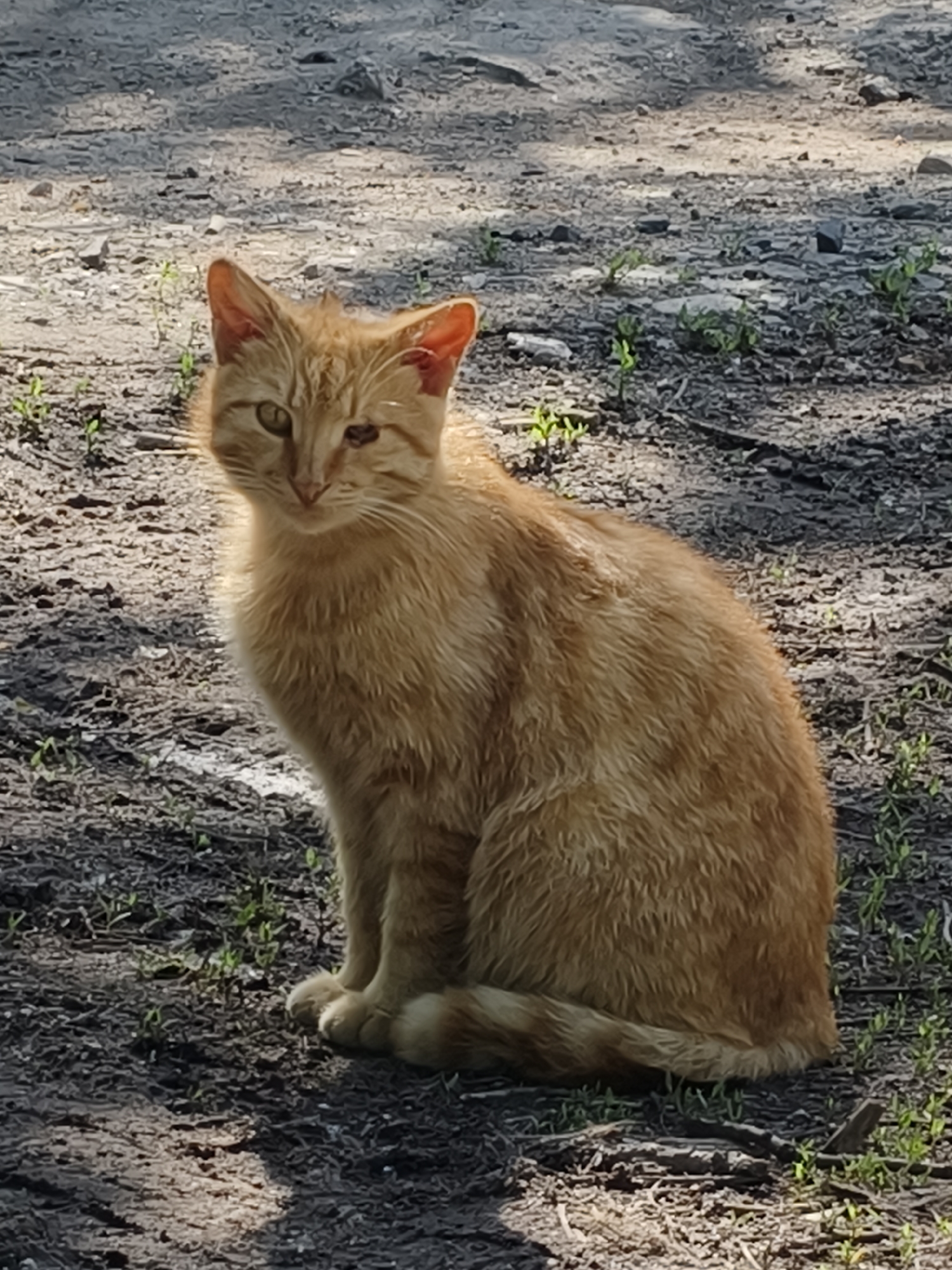 An orange tabby cat sits upright on dark dirt in an outdoor setting. Small green plants sprout sporadically from the ground. Sunlight dapples the ground and the cat's fur. The cat has a focused gaze. The background suggests a semi-urban or park-like area. The location is not discernible as Kryvyi Rih, Ukraine, based solely on the visual information.