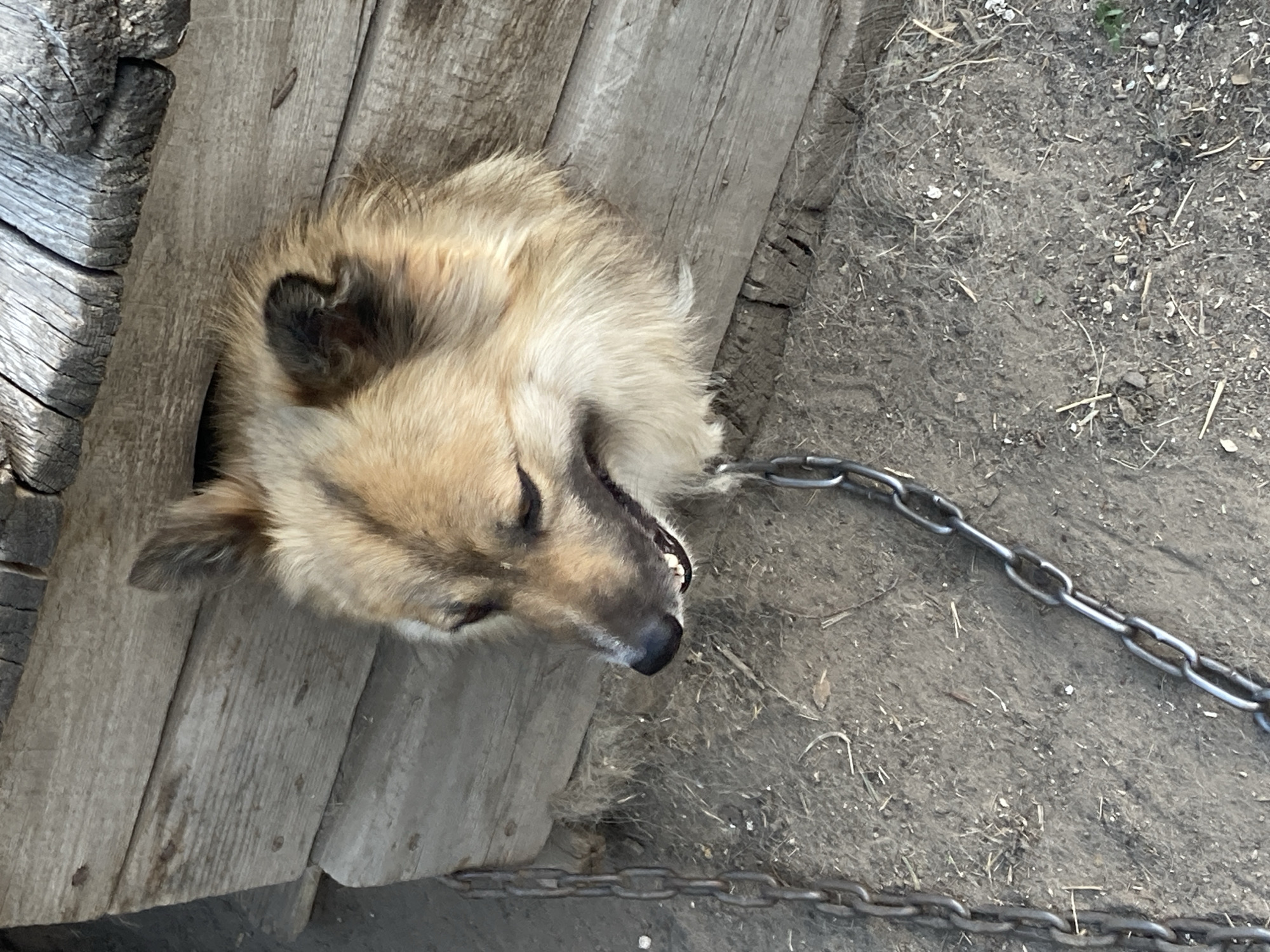 The image shows a medium-sized dog with light brown fur, lying down with its head protruding through a gap in a wooden structure. The dog's eyes are closed, and its mouth is slightly open, revealing its teeth. A metal chain is attached to the dog's collar, extending out of frame to the right and also visible in the foreground, indicating the dog is tethered.
The setting appears to be an outdoor area, likely a yard or enclosure, with dry dirt, scattered straw or grass, and small pebbles on the ground. The wooden structure is made of rough-hewn planks, weathered and aged. The lighting suggests it is daytime, with natural light illuminating the scene. There are no people visible in the image. The overall impression is one of a dog in a somewhat rustic or utilitarian environment, possibly a working dog at a rural property in Rakity, Russia. No text is visible in the image.