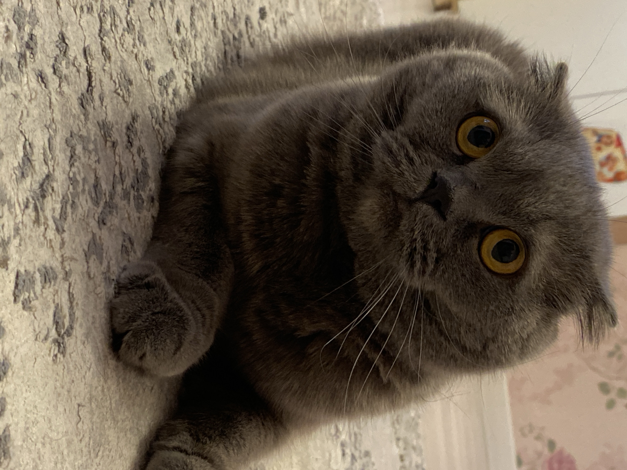 A gray Scottish Fold cat is the central subject of this close-up, eye-level indoor photograph. The cat is lying on its side on a light-colored, heavily textured carpet or rug. Its fur is a uniform grayish-blue. The cat's distinctive folded ears are visible, framing its round head. Its large, round eyes are a striking golden-yellow with wide, black pupils, fixed directly on the viewer with an expression of alertness and curiosity. Its black nose and long, white whiskers are prominent. One of its gray paws is visible resting on the carpet in the foreground.
The background primarily consists of the textured carpet. To the right and behind the cat, a wall with a faint, light-colored floral pattern, possibly pinkish or beige, is visible, indicating a domestic setting. The lighting is soft and even, suggesting an indoor environment without harsh shadows. No specific time of day or weather conditions can be discerned. The scene captures a tranquil moment of the cat resting indoors, likely in a home in Марковский, Russia. There is no visible text in the image.