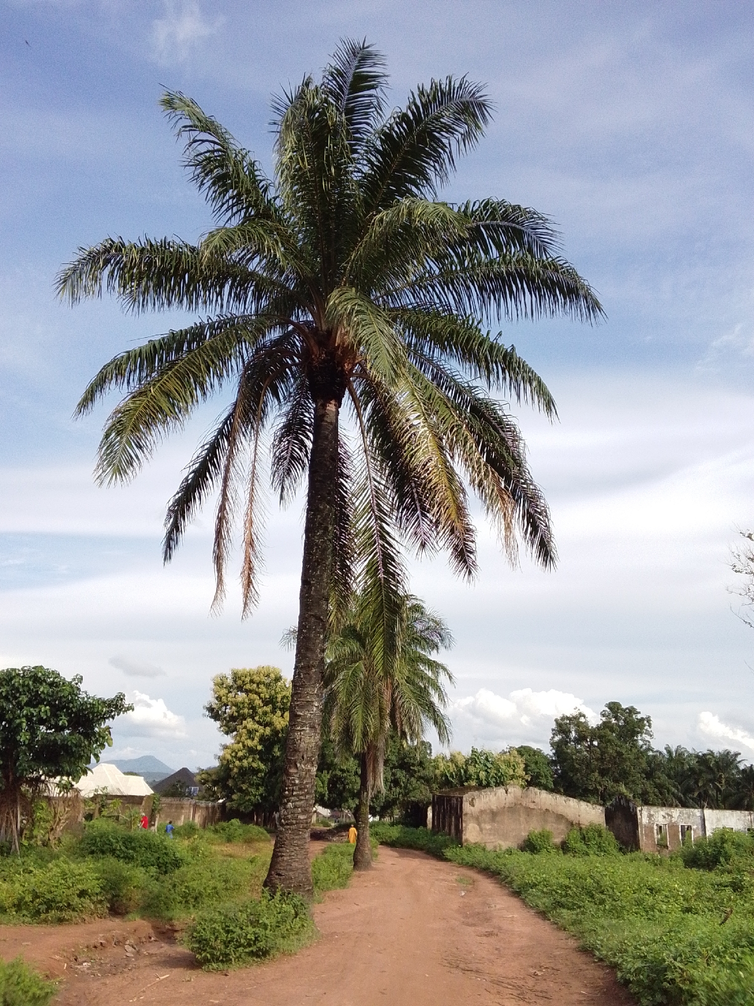 A dirt road winds through a rural Nigerian landscape, lined with lush green vegetation. In the foreground, a towering palm tree dominates the scene, its fronds reaching towards a partly cloudy blue sky. The road curves to the right, leading towards dilapidated buildings in the mid-ground, partially obscured by dense foliage. Two figures, one in red and one in blue, are visible near one of the structures, while another individual in a yellow garment walks further down the road. The presence of palm trees, the architectural style of the buildings, and the overall environment suggest a location in a tropical region of Nigeria, consistent with Serti. The atmosphere appears calm and everyday, capturing a slice of rural life in Serti, Nigeria.