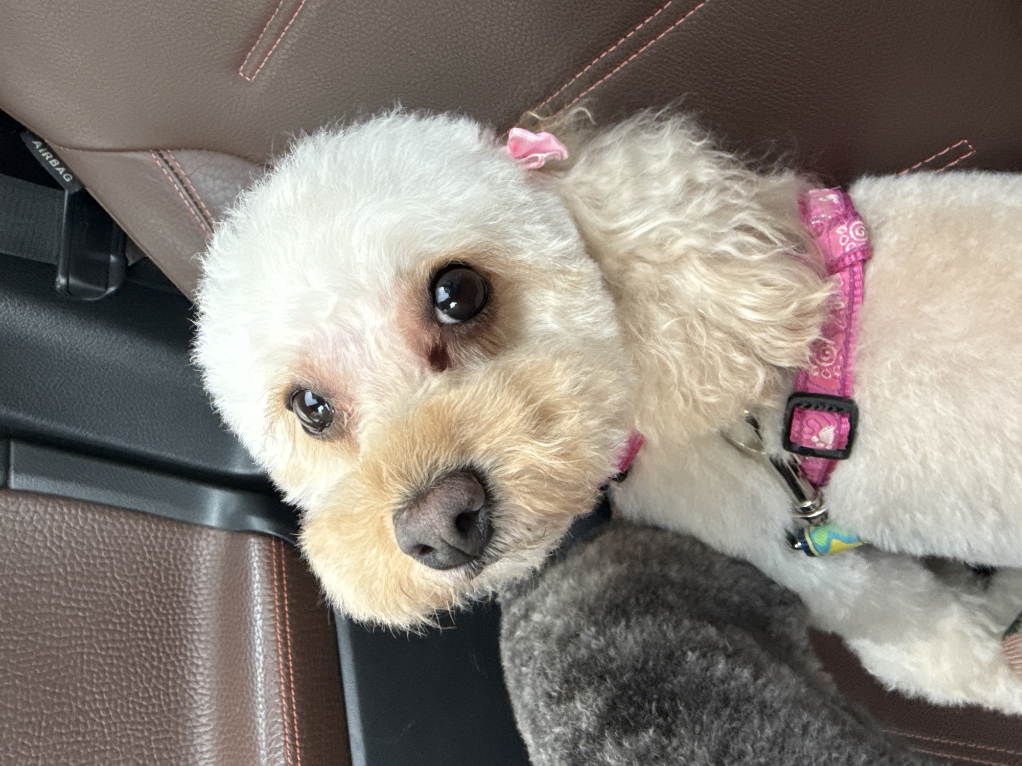 A white poodle with tan muzzle and pink bow in its hair lies on a car seat. The car seat is brown leather with red stitching. A pink harness with black hardware and a colorful leash are visible on the dog. The location is not discernible from this image.
