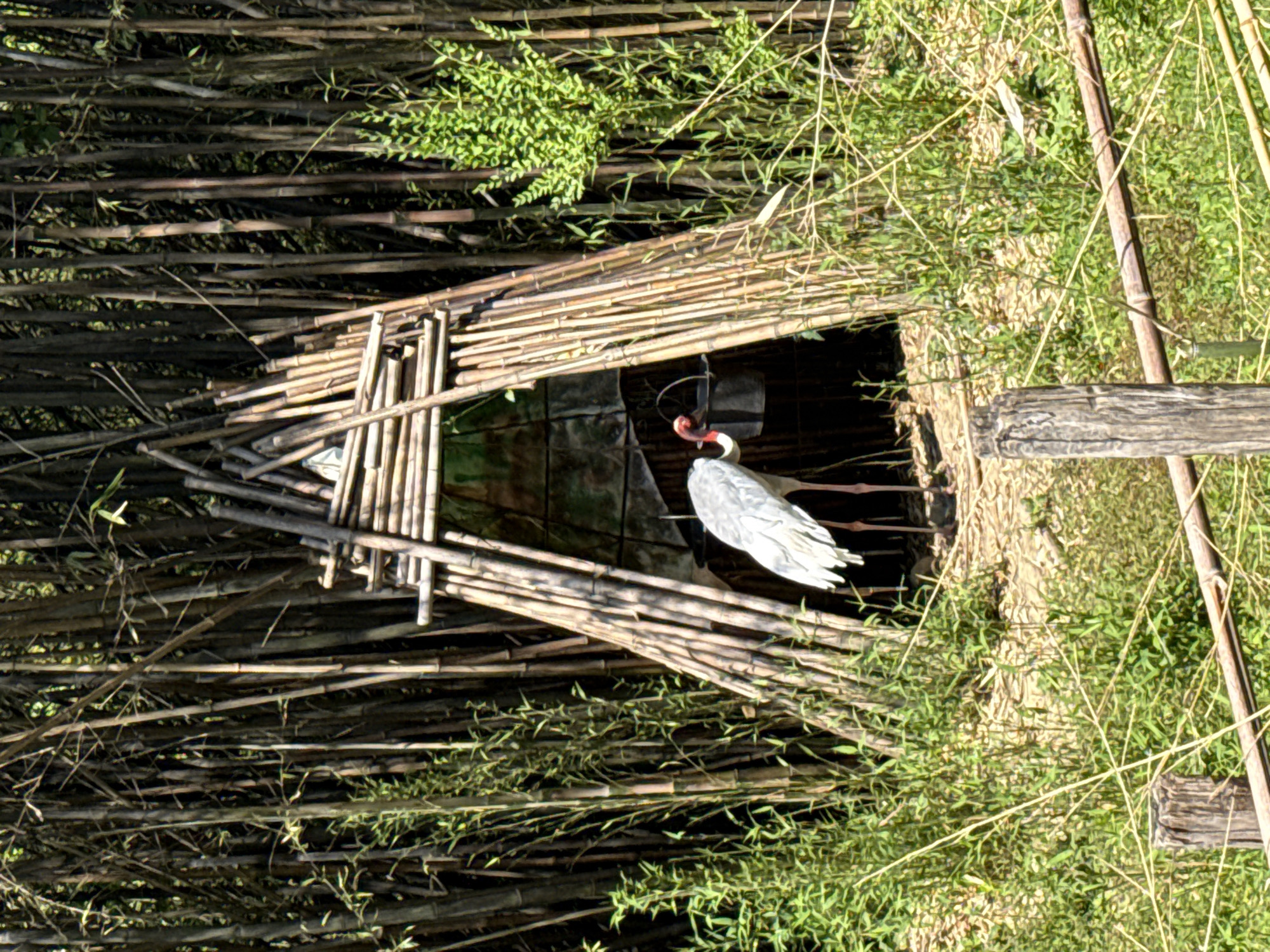 In Bussolengo, Italy, a gray-feathered red-crowned crane stands inside a crude shelter made of bamboo stalks and corrugated metal. The structure is surrounded by dense bamboo growth and greenery. A wooden post stands to the right of the shelter.