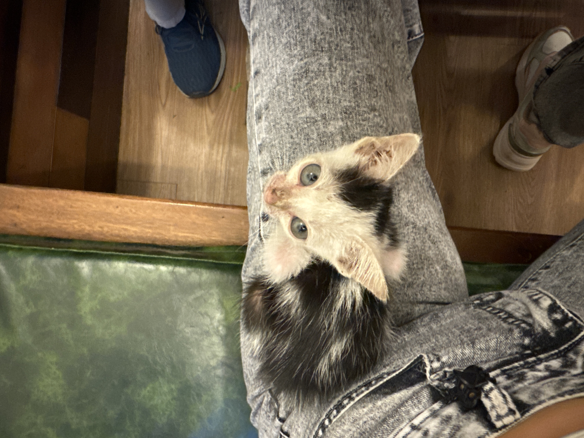 A black and white kitten with wide blue eyes is resting on a person's lap. The kitten's head is tilted upwards, and its body is curled on a pair of grey, distressed denim jeans. The person is wearing the jeans, and their legs are visible in the lower portion of the frame. In the background, there is a dark green chair and a wooden floor. A blue sneaker is visible on the right side of the image, suggesting the presence of another person or the same person's other foot. The environment appears to be indoors, possibly a room in a house or a cafe. The image does not provide any specific information that can be used to determine its location in Phu Thuy Ward, Vietnam.