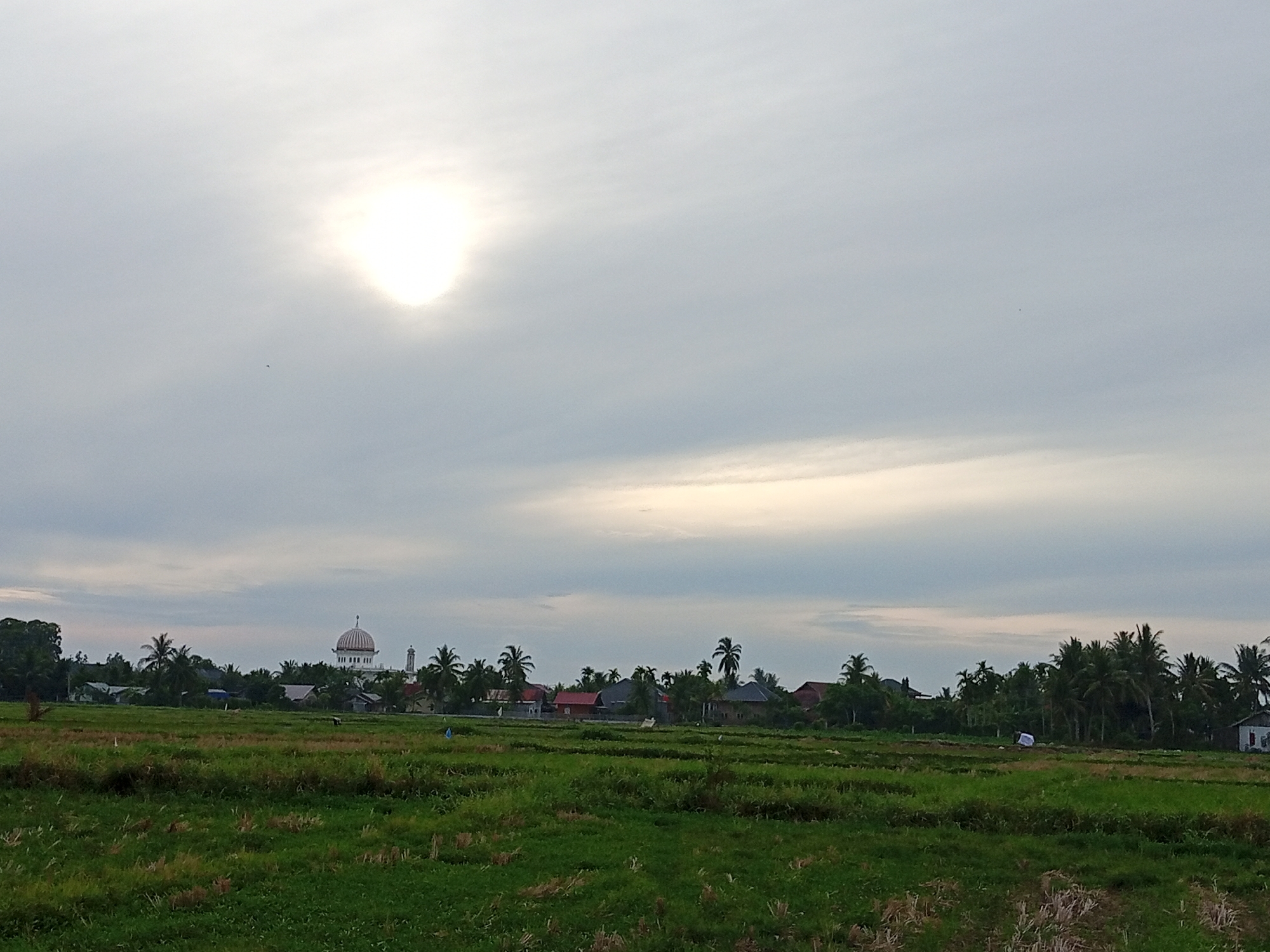 This photograph captures a rural landscape in the city of Kruengjuli Timu, Indonesia. In the foreground, a field of green crops, likely rice paddies, stretches across the scene. The field is uneven, with some areas appearing recently harvested or with stubble. In the midground, a cluster of buildings and palm trees are visible. A prominent white mosque with a dome and minaret stands out amongst the other structures. Various houses, some with red roofs, are scattered among the trees. The background is dominated by a cloudy sky, with the sun partially obscured by the clouds, casting a soft light. The overall impression is one of a peaceful, rural setting under a hazy sky.