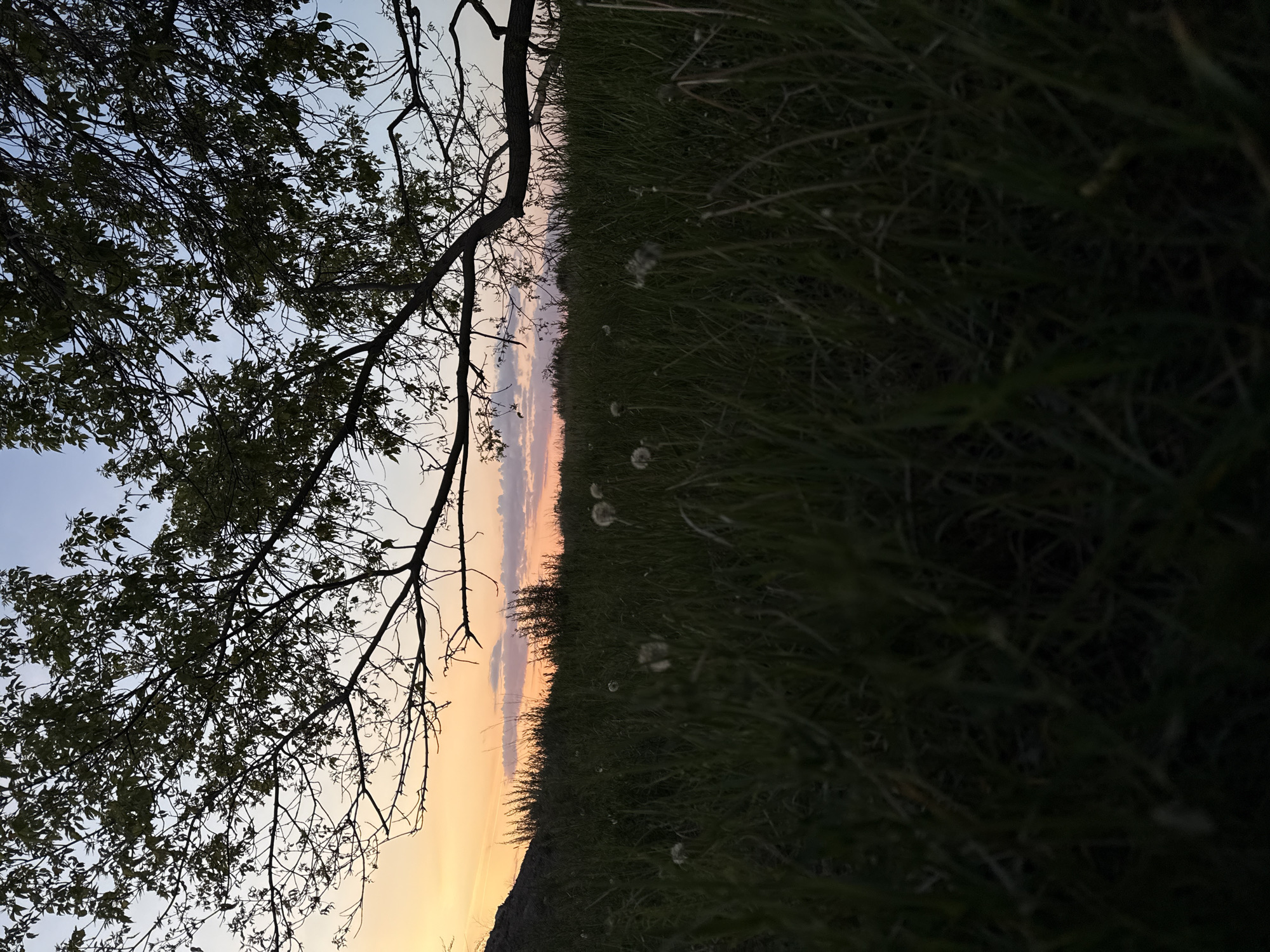 The image depicts a field of grass at dusk. In the lower foreground, the grass is dark and dense, obscuring the ground. As the view ascends, the grass gradually lightens, revealing dandelion seed heads scattered throughout. The horizon line is marked by a warm orange and pink glow, suggestive of a setting sun. In the upper left corner, a tree with sparse foliage and bare branches is silhouetted against a blue and orange sky. The location appears to be a natural, outdoor setting. The scene suggests a transition from daylight to darkness in a rural or undeveloped area.