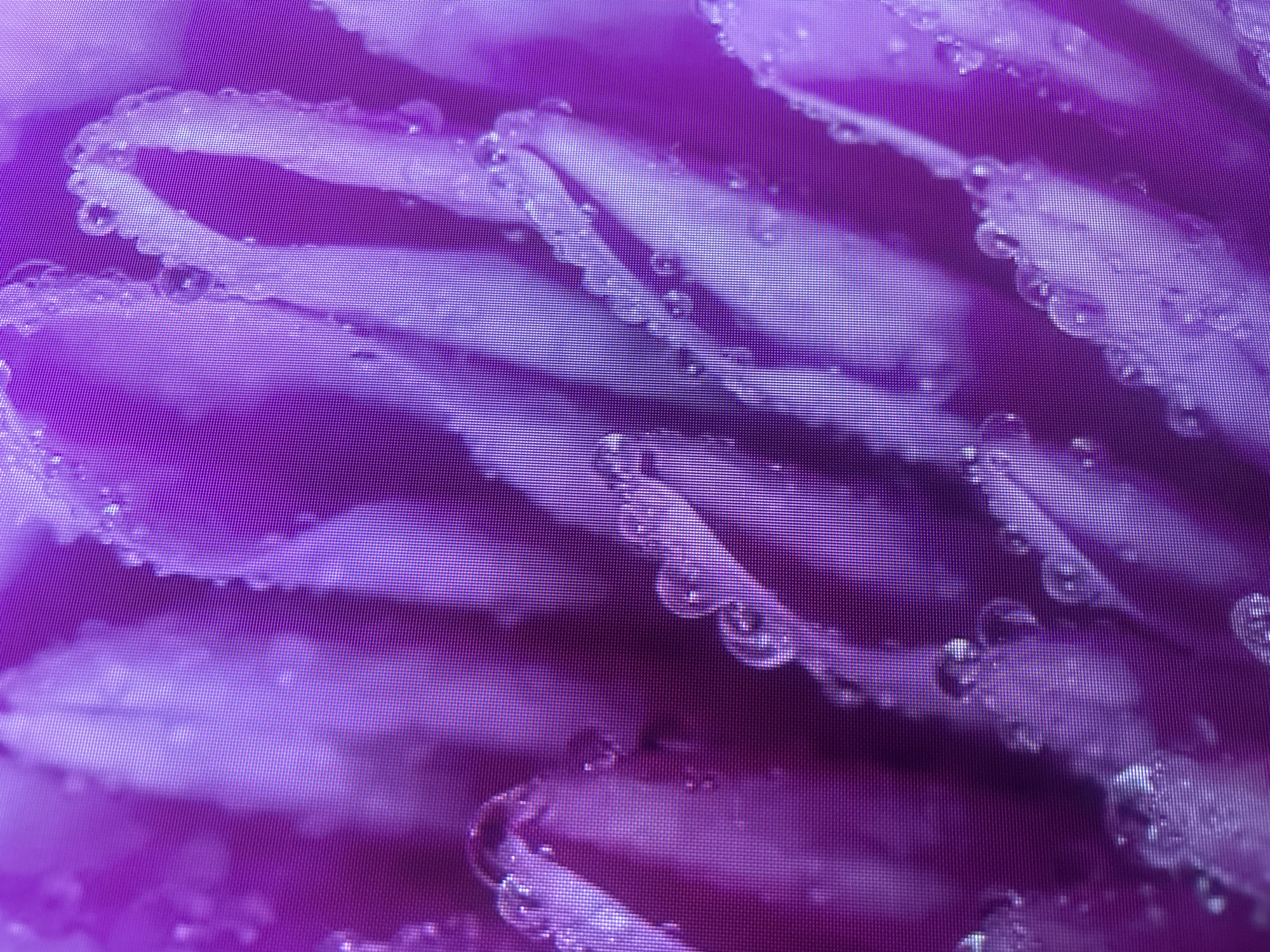 This is a close-up, macro photograph of vibrant purple flower petals with numerous small water droplets adhering to their surfaces. The petals are layered and have a soft, velvety texture, with the droplets creating highlights and refractions. The image has a shallow depth of field, with the foreground petals in sharp focus and the background softly blurred. The overall impression is one of delicate beauty and freshness. There is no discernible location in Novokuybyshevsk, Russia, as the image is a detail of a flower.