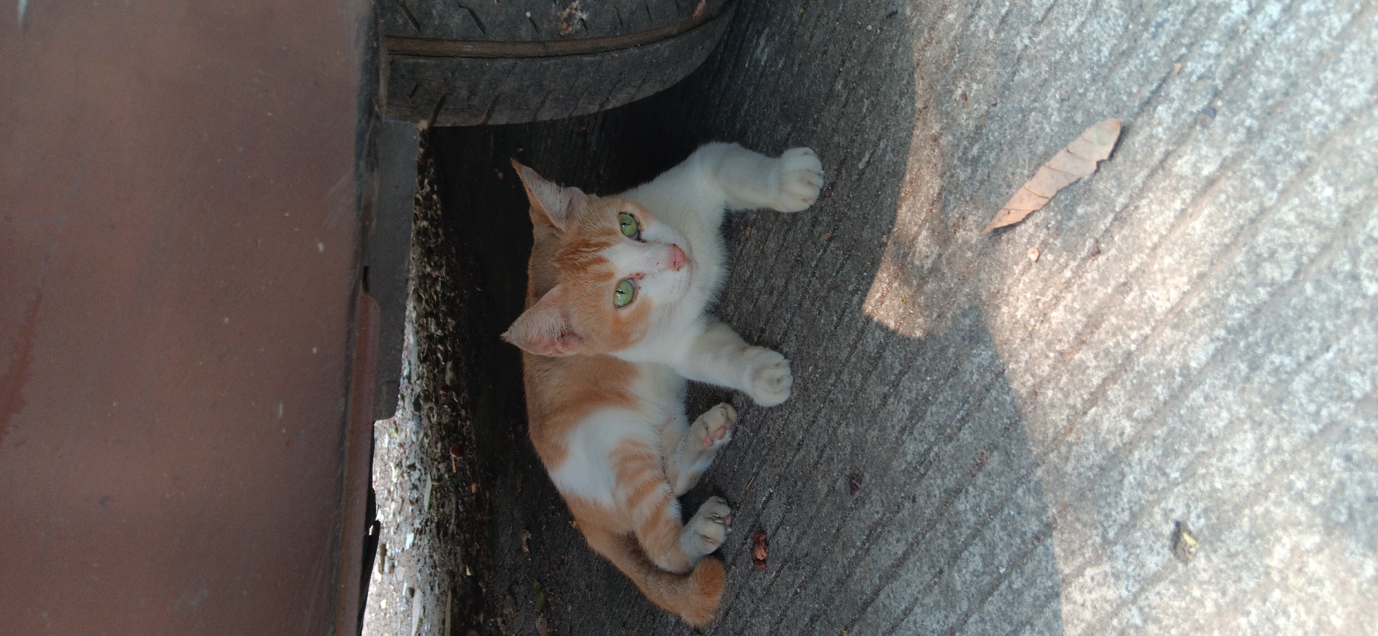 An orange and white cat with bright green eyes lies on a concrete surface beneath a vehicle. The cat is positioned facing towards the camera, with its front paws extended. The concrete ground shows the texture of grooves. The undercarriage of a vehicle, appearing to be a car, is visible above the cat, casting a shadow. To the right of the cat, a tire of the vehicle is partially visible. The environment suggests an outdoor urban setting, possibly a street or driveway in Depok, Indonesia, with debris and a fallen leaf on the ground.