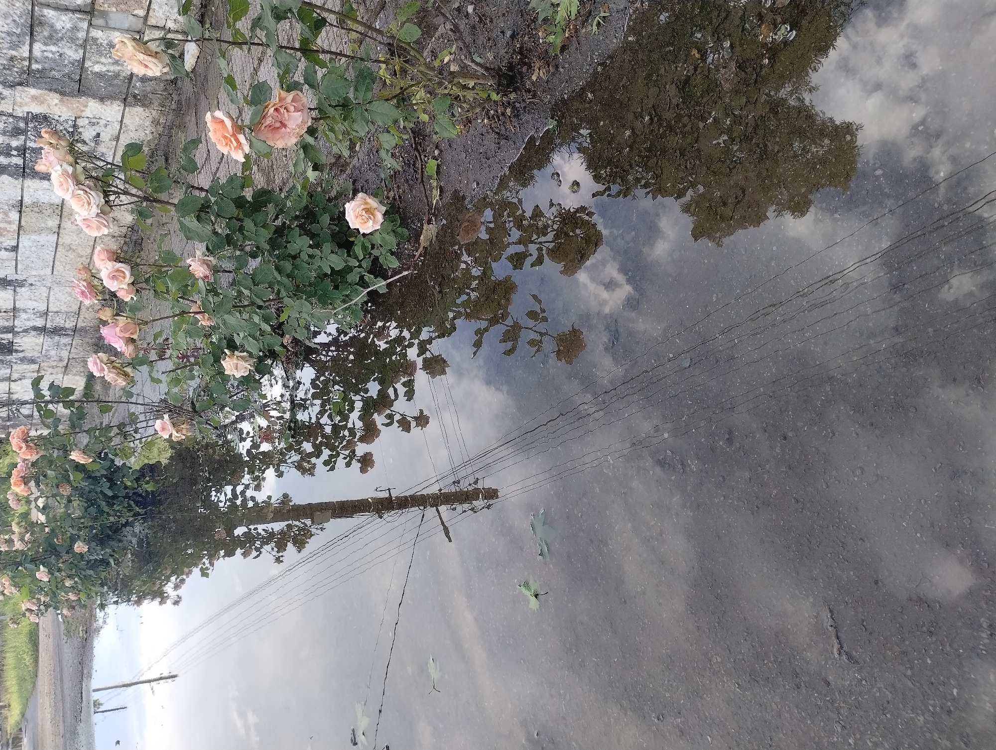 The image captures an outdoor scene dominated by rose bushes and a large puddle, likely after recent rainfall, in Roza, Bulgaria.
On the left side of the frame, a lush rose bush features numerous light pink to peach-colored blossoms and green leaves. The roses grow alongside a path or curb made of light-colored stone or concrete blocks.
To the right, a significant portion of the image is occupied by a still puddle, reflecting the environment above. The puddle clearly mirrors a sky with scattered white and grey clouds, suggesting it's daytime with partial cloud cover. The reflection also includes the dark green canopy of trees and a prominent wooden utility pole with multiple horizontal wires stretching across the reflected sky.
Several green leaves are visible floating on the surface of the puddle. The ground around the puddle appears to be an unpaved road or dirt surface. No people or animals are present, and there is no visible text. The scene conveys a sense of natural tranquility and highlights the reflective qualities of water.