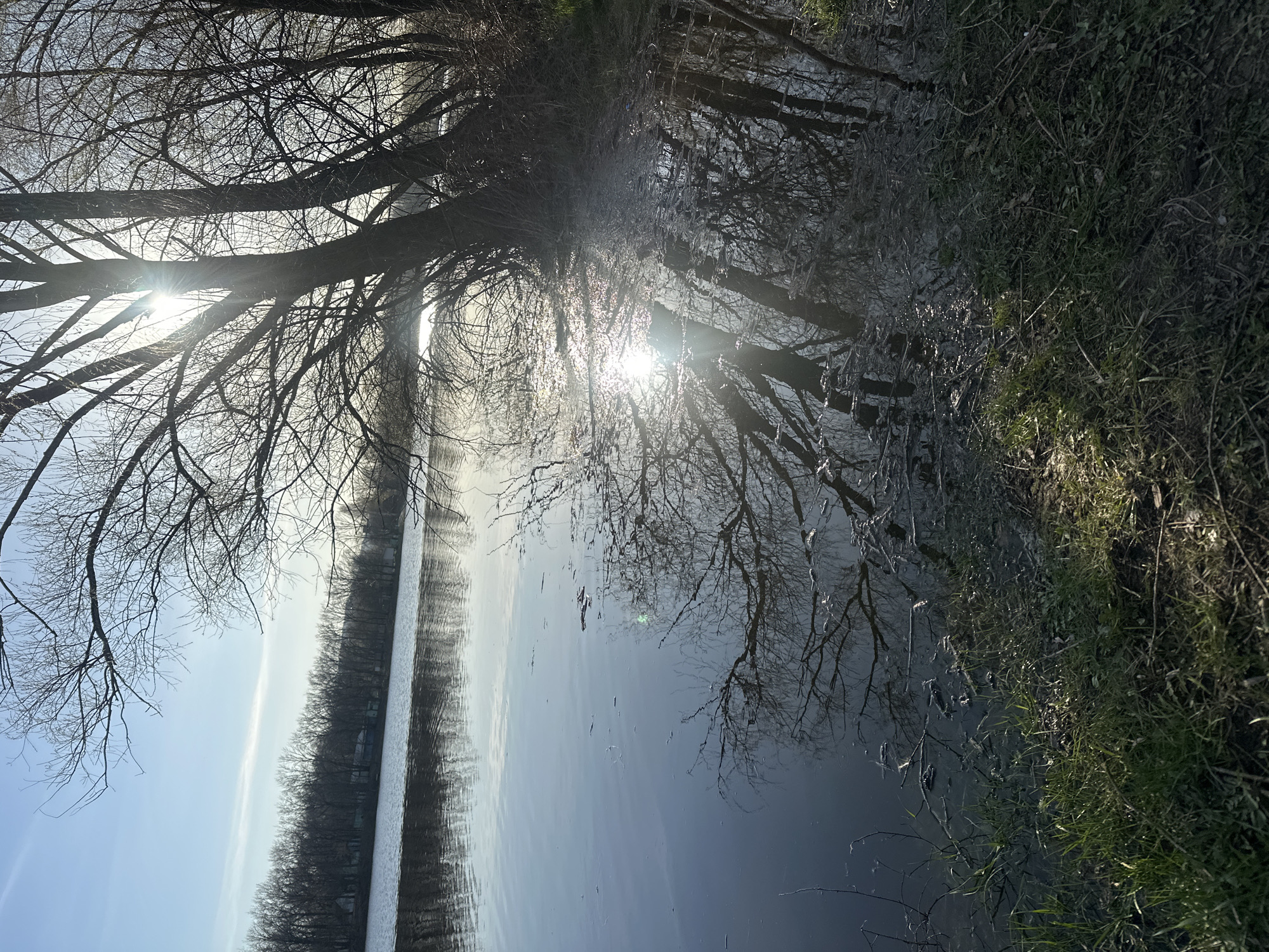The image depicts a serene natural landscape, likely a river or lake, at either sunrise or sunset. A bright, glaring sun is positioned low in the sky, its rays filtering through the dense, bare branches of large trees on the left side of the frame, creating stark silhouettes. The intricate network of leafless branches is prominent against the bright sky.
The calm body of water occupies the central portion of the image, offering a clear reflection of the sky, the silhouetted trees, and the shimmering sun's glare. A distinct line of distant trees can be seen along the far bank, extending horizontally across the frame. The right side of the image reveals a grassy bank, with sparse green blades and darker undergrowth.
The overall atmosphere is tranquil and peaceful, with the bare trees suggesting a late autumn or winter setting. No people or visible text are present in the image.