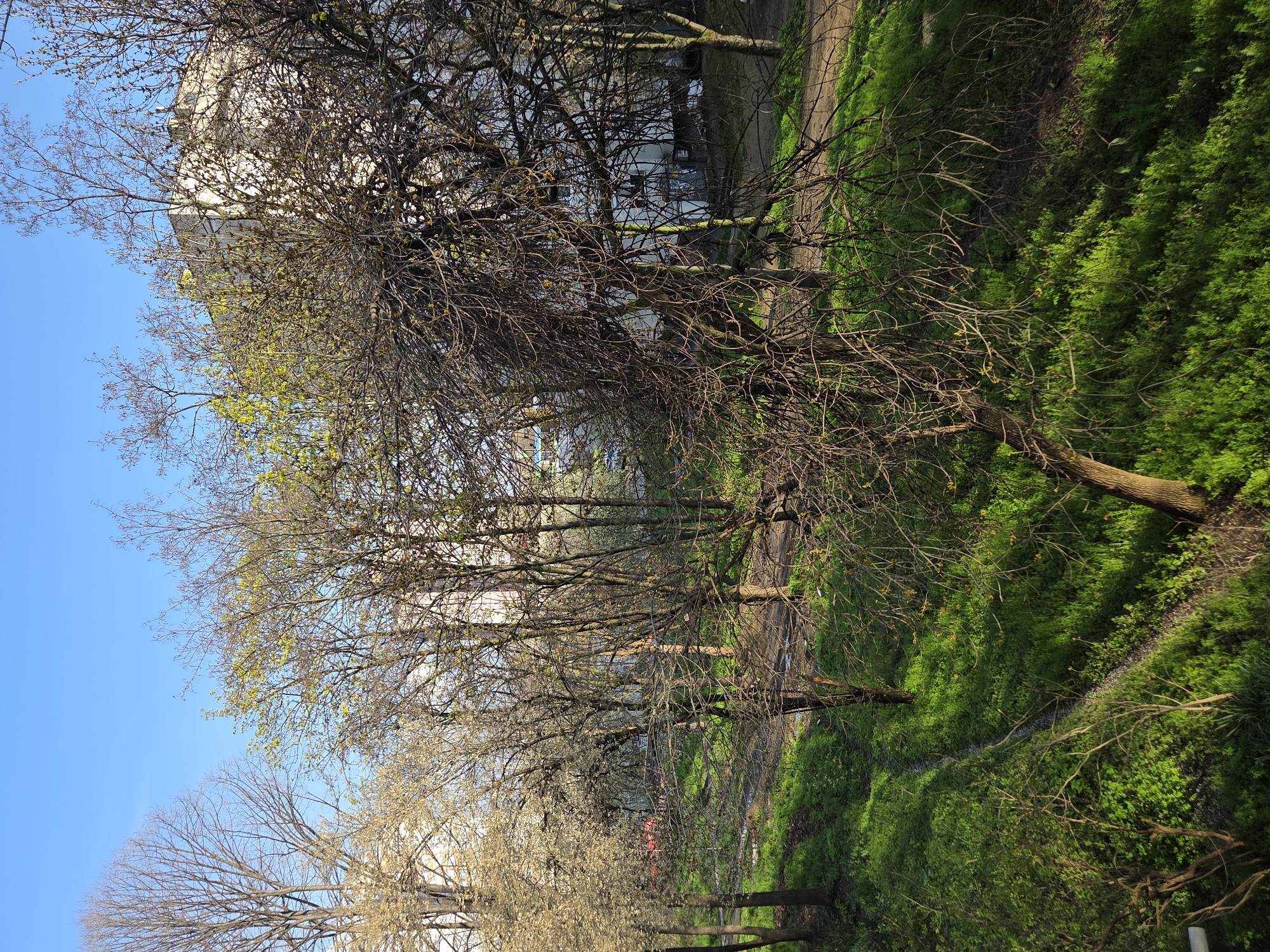 The image depicts a park-like area in Pleven, Bulgaria, characterized by an elevated perspective. A path, lined with vibrant green vegetation, winds through the scene. Several trees are visible, exhibiting both bare branches and budding foliage, indicating the transition to spring. A multi-story building stands in the background. The sky is a clear blue.