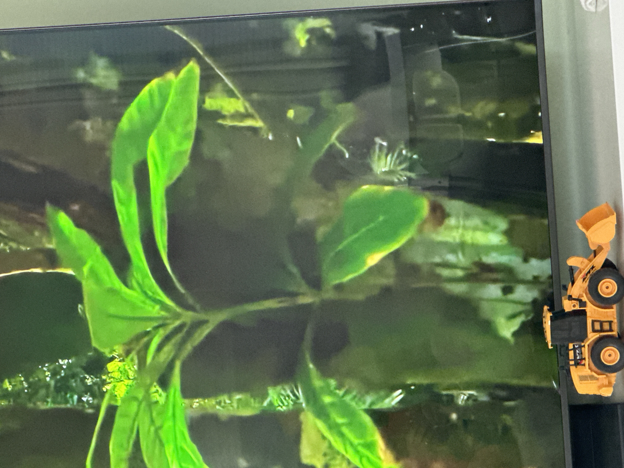 The image shows a close-up view of a green plant with large leaves, possibly in an aquarium. In the foreground, a small, yellow toy bulldozer is placed on a shelf or surface. The background is blurred and appears to be a natural or simulated environment with shades of green and brown, suggesting foliage or possibly a reflection. There is no indication of a specific city or location.