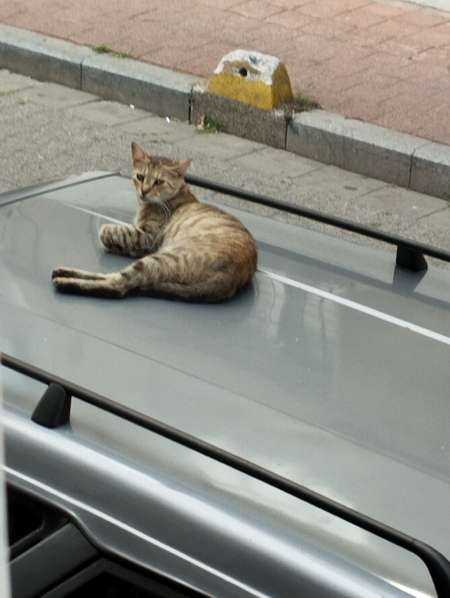 A light brown tabby cat is lying on the roof of a car. The cat is positioned on its side, with its front legs extended and its head turned to the left, looking at the camera. The car's roof is a smooth, grey surface with a white stripe running down the center. In the background, a sidewalk and a street are visible. The sidewalk is made of grey concrete, and the street appears to be paved with asphalt. A yellow and white concrete barrier is present on the sidewalk. The scene is outdoors and appears to be in an urban environment.