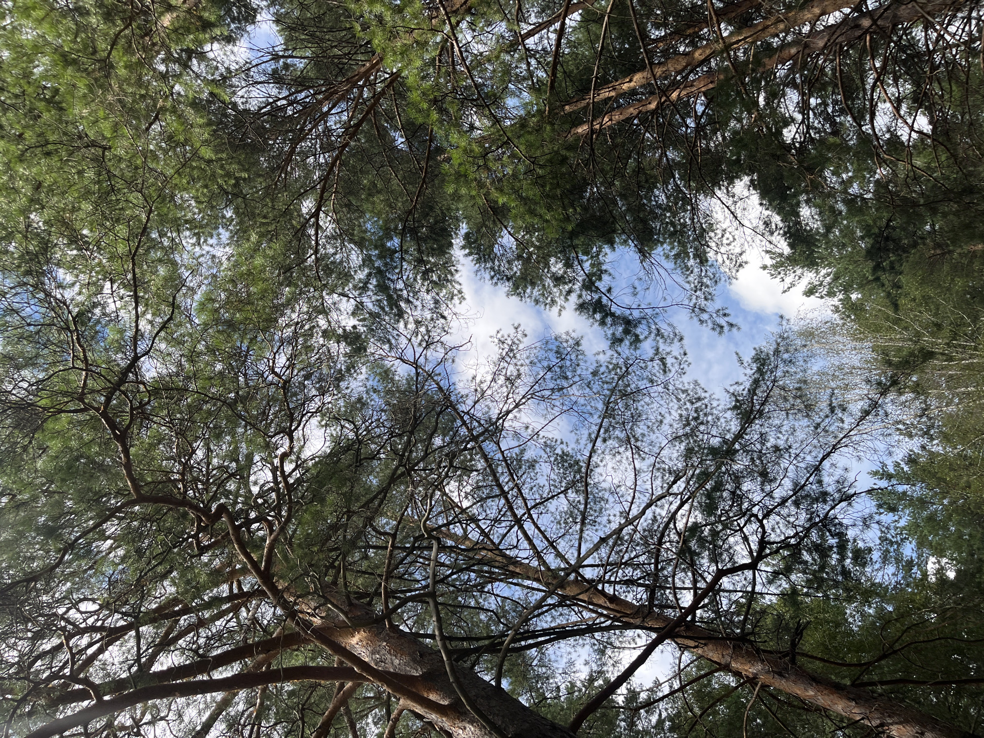 This is a low-angle, full-frame, natural light photograph looking up through the canopy of a pine forest. The sky is visible through the branches, with scattered white clouds against a blue background. The trees are tall and appear to be mature, with rough, brown bark and dense green needles. The branches are intricate and interwoven, creating a dappled effect of light and shadow on the forest floor, which is not visible in the frame. The overall impression is one of a serene and natural environment.
The image has been geo-tagged to the city of Nizhny Tagil, Russia.