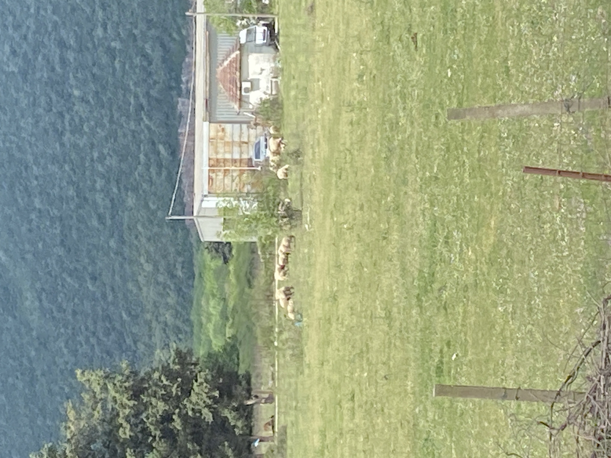 The image shows a landscape in Podlastva (Poljice), Montenegro. A body of water is visible on the left side, transitioning into a green, grassy field. A building complex, possibly a farmhouse or industrial structure, is situated between the water and the field. A flock of sheep grazes in the field alongside the building. A fence runs along the field's edge. Vegetation includes trees.