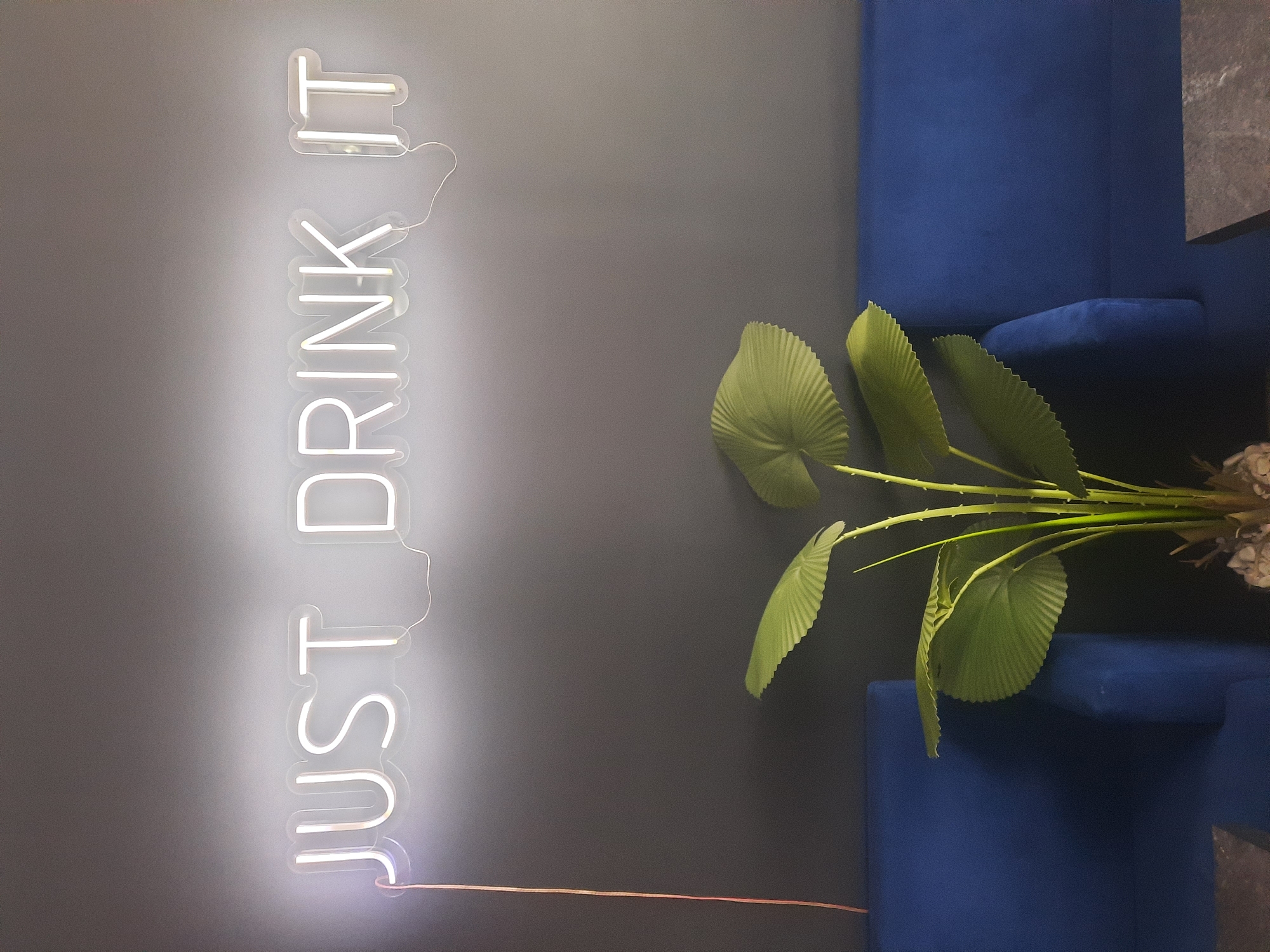 In Hrodna, Belarus, a neon sign spelling "JUST DRINK IT" in white light glows against a dark gray wall. Below the sign, a potted plant with large, fan-shaped green leaves stands in front of a royal blue sofa. The plant has thin, segmented stems and its base is nestled among light-colored stones. Part of another blue sofa is visible to the right. Two dark-colored tabletops or surfaces are partially visible in the lower corners of the image, one on the left and one on the right. A thin, copper-colored wire runs vertically down the left side of the frame, connected to the neon sign.