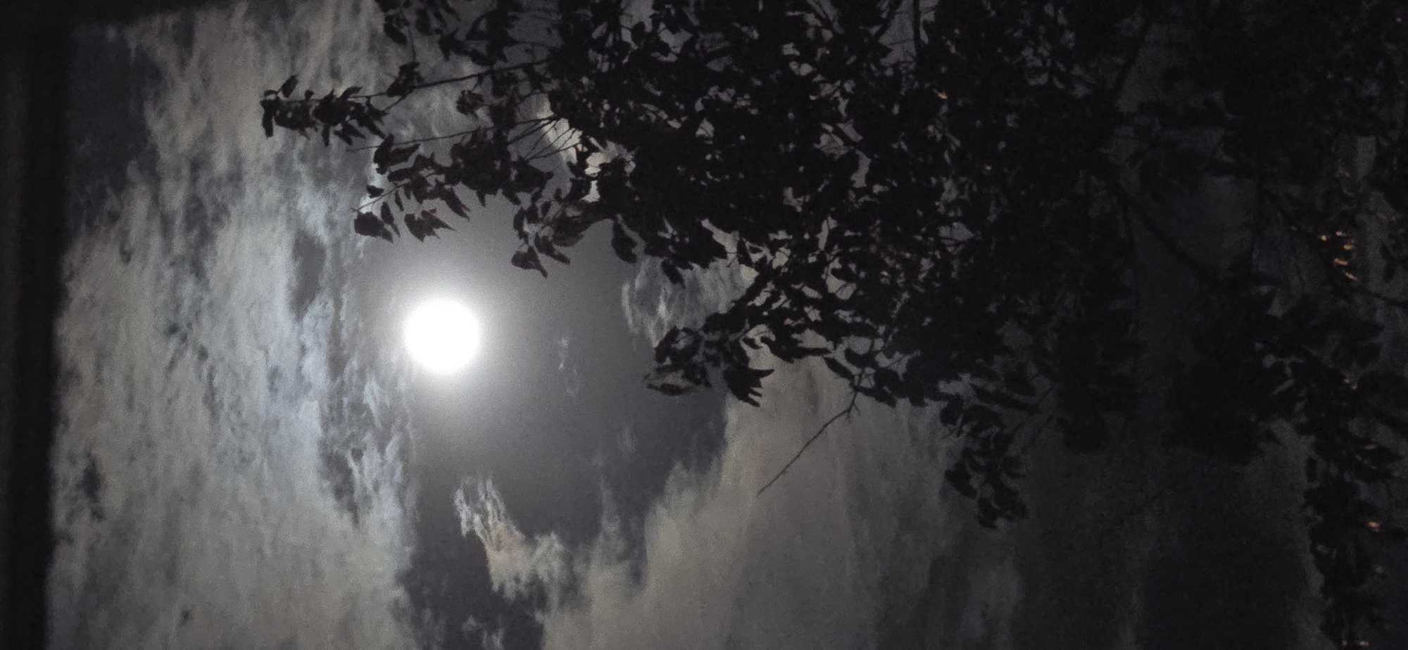 The image shows a night scene in Ledenik, Bulgaria. A bright full moon shines through a cloudy sky, partially obscured by tree branches with leaves silhouetted in the foreground. The overall lighting is low, with the moon serving as the primary light source.