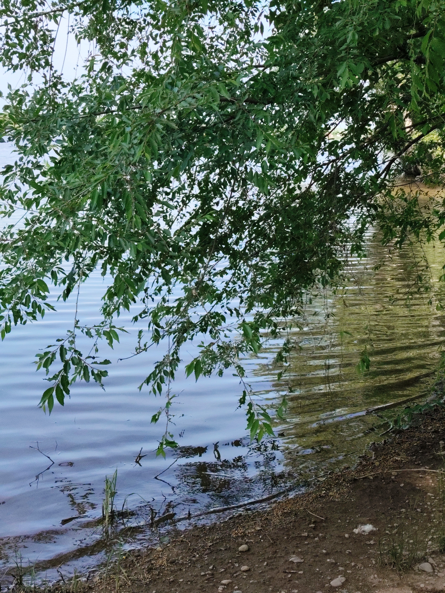 The image depicts a natural scene at the edge of a body of water, likely a lake or river, near the village of Raikov, Russia. Overhanging branches of a deciduous tree with lush green leaves dominate the upper portion of the frame, casting shadows on the water's surface. The water itself exhibits gentle ripples, reflecting the sky and surrounding foliage. The shoreline is composed of soil, gravel, and small stones, with sparse patches of dry grass and reeds growing near the water's edge. The overall impression is one of a peaceful, natural environment. There are no people or discernible structures visible in the image.
