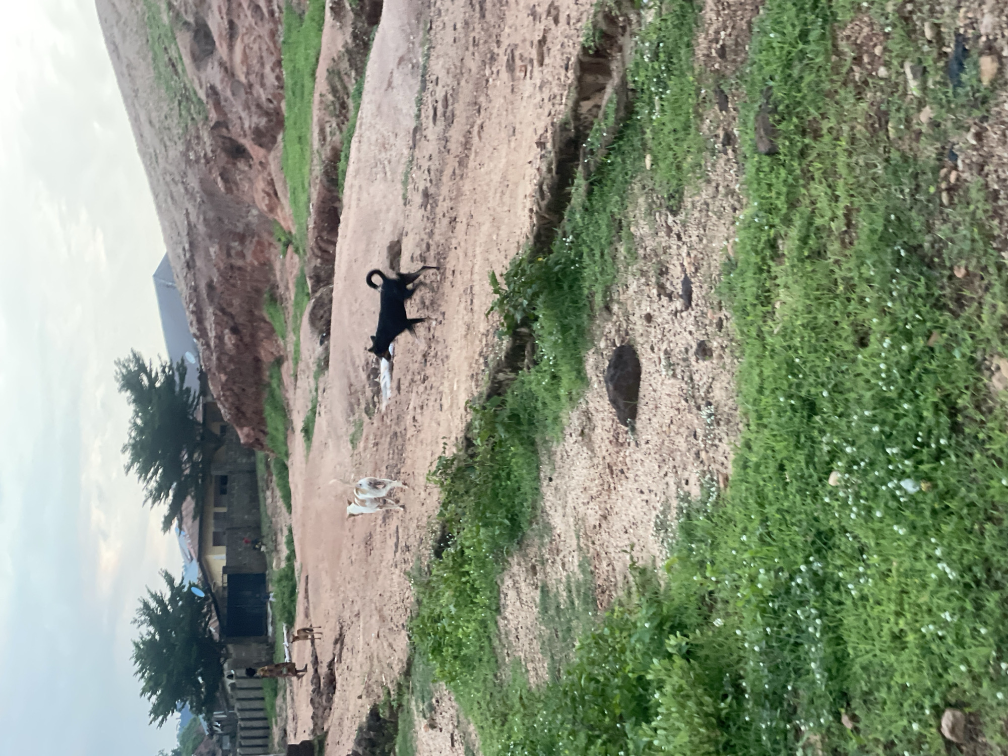 A medium shot shows a rural scene with two dogs, one black and one white and brown, walking on a dirt path. The black dog is in the center of the frame, moving from left to right. The white and brown dog is to the left of the black dog, also moving right. In the background, there are houses with metal roofs and trees. The ground is covered in red earth and patches of green grass. A person is visible in the distance, walking away from the camera. The sky is overcast. The image is likely taken in Lokoja, Nigeria, a city known for its varied terrain and rustic villages.