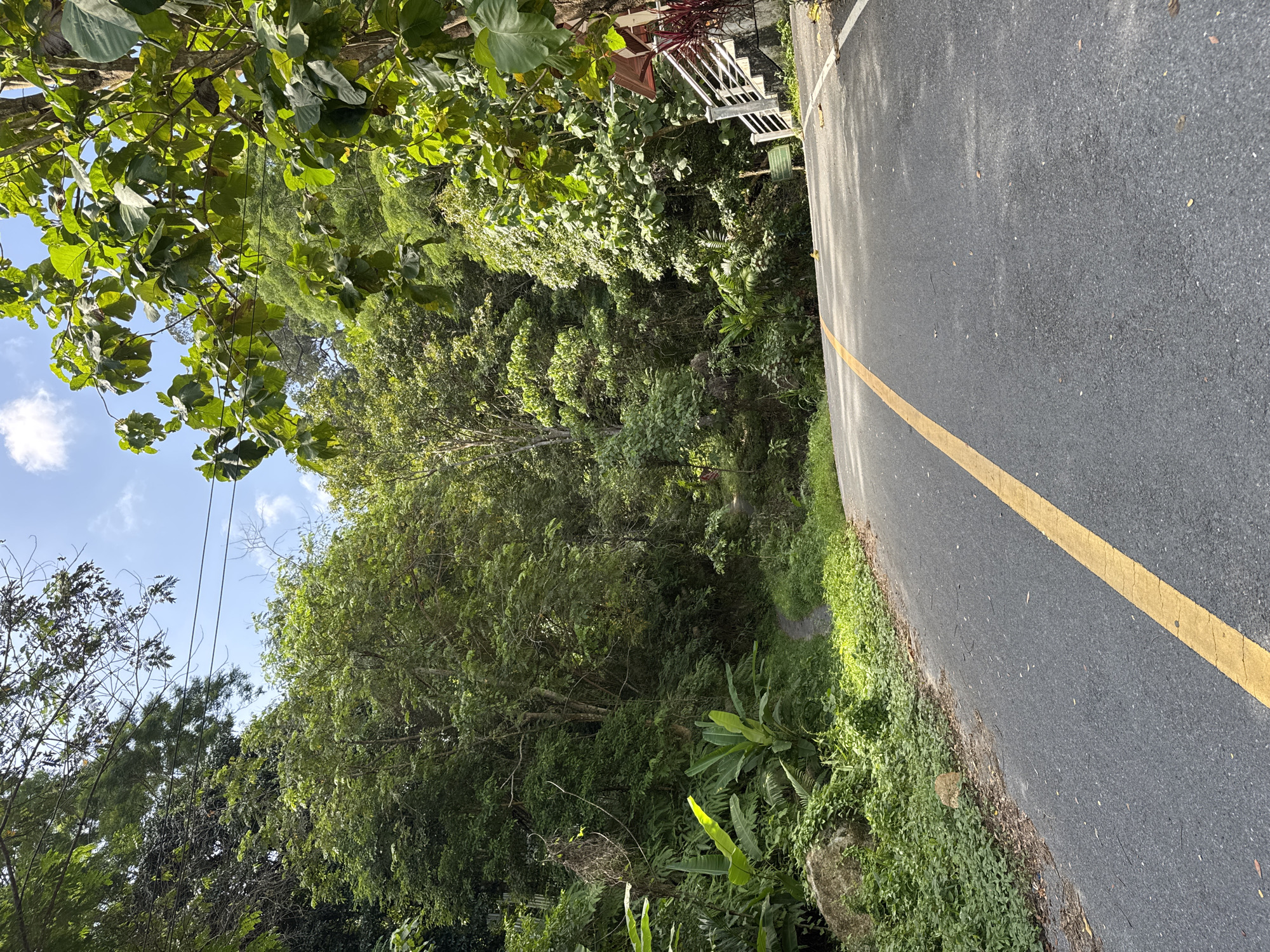 The image captures a paved road with a yellow center line winding through a lush, tropical environment in Kamala, Thailand. The road appears to be uphill, with its surface showing some wear and tear. Dense green foliage lines both sides of the road, with tall trees and various tropical plants creating a vibrant canopy. To the right, a set of stairs with white metal railings leads up to a small structure with a reddish-brown awning. The sky above is a bright blue with scattered white clouds. There are no people visible in the scene, and the focus is on the natural surroundings and the road itself. The overall impression is one of a secluded, verdant path in a tropical locale.